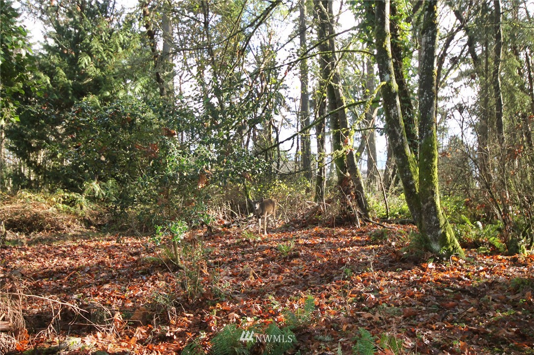 203-xx Ridge Road Southwest Vashon, WA 98070 - Photo 2 of 5