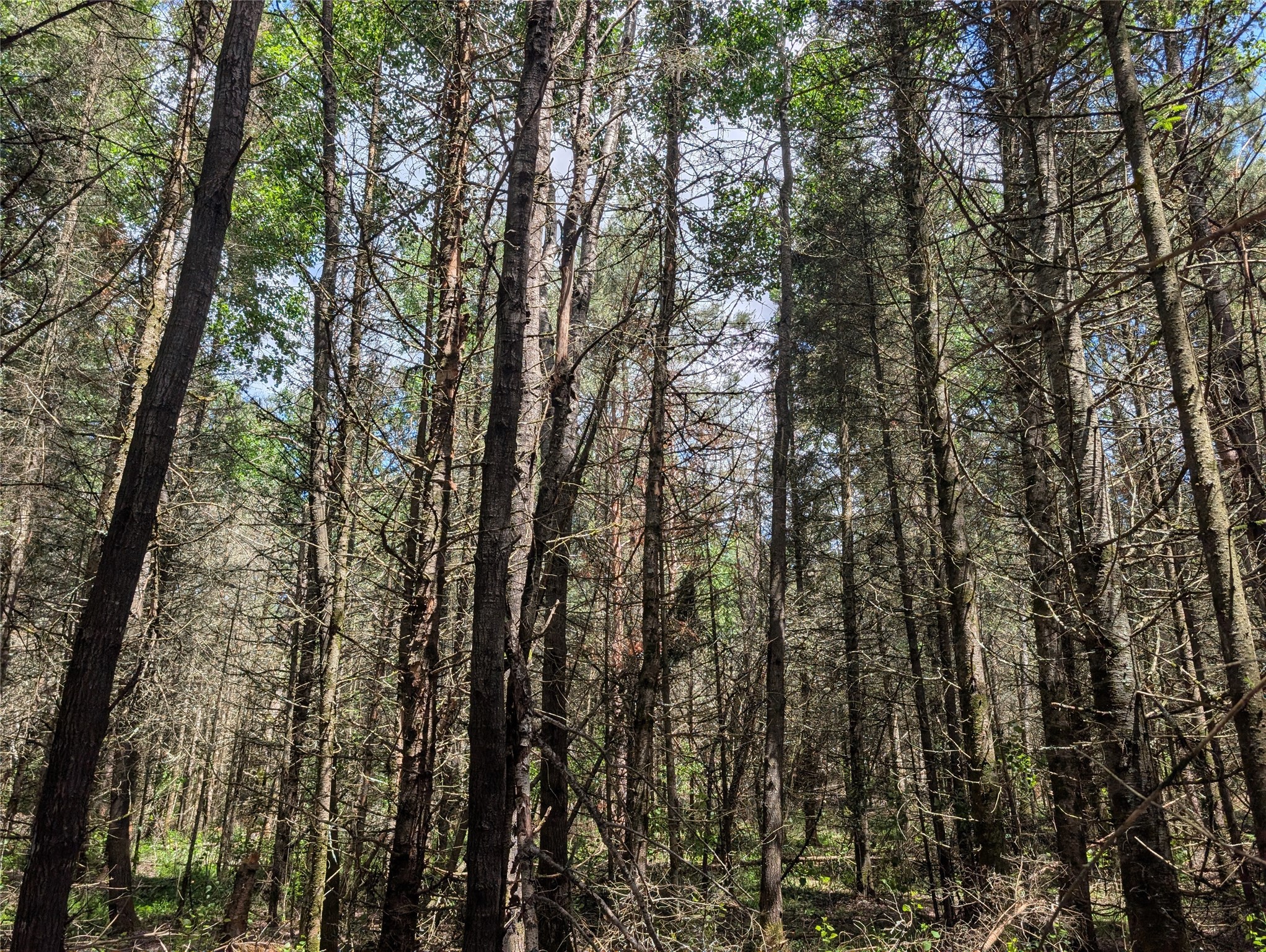 Lot 4 Main Road Minong, WI 54859 - Photo 12 of 19