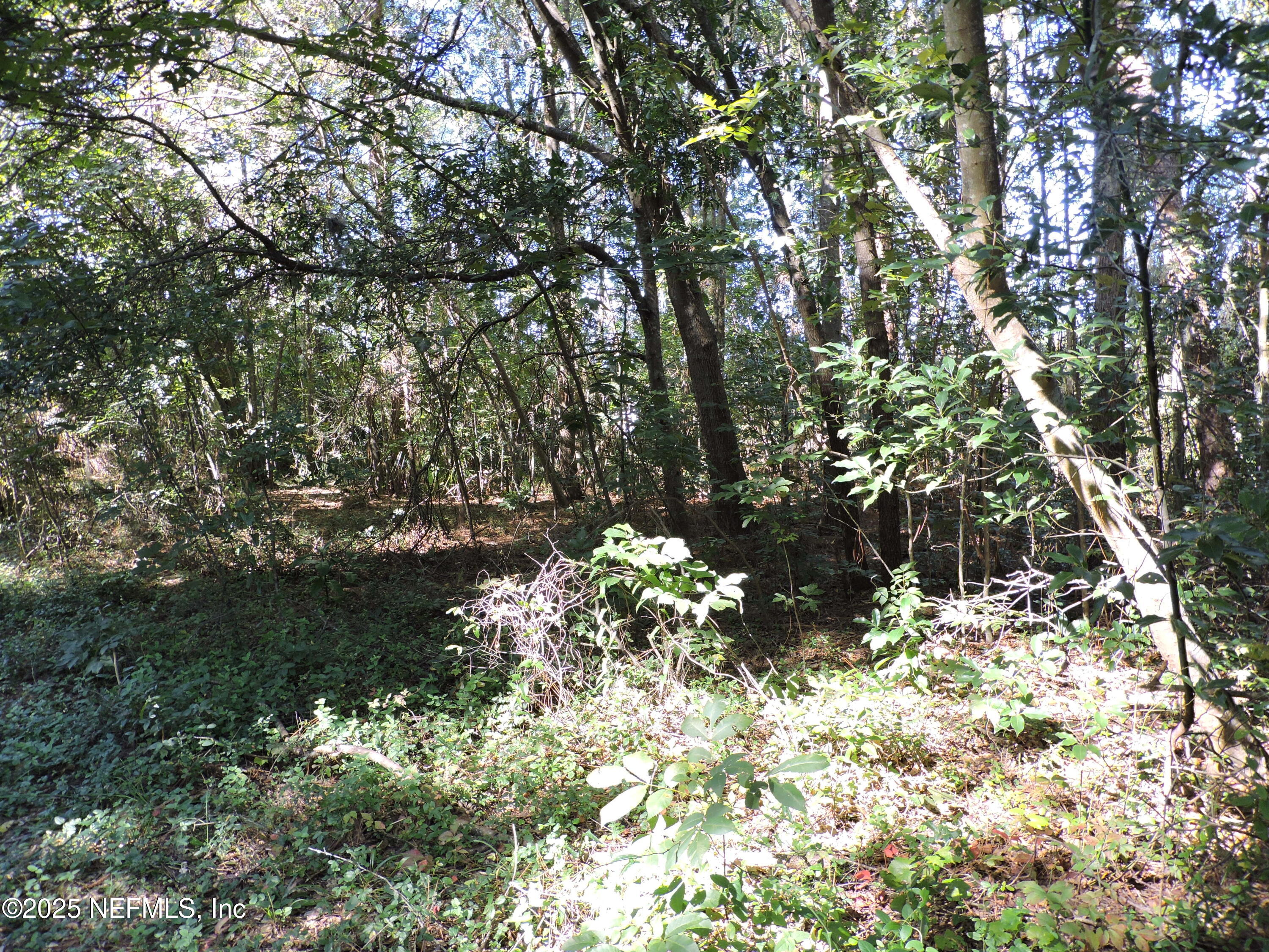 0 New Berlin Road Jacksonville, FL 32226 - Photo 5 of 36 a view of a tree