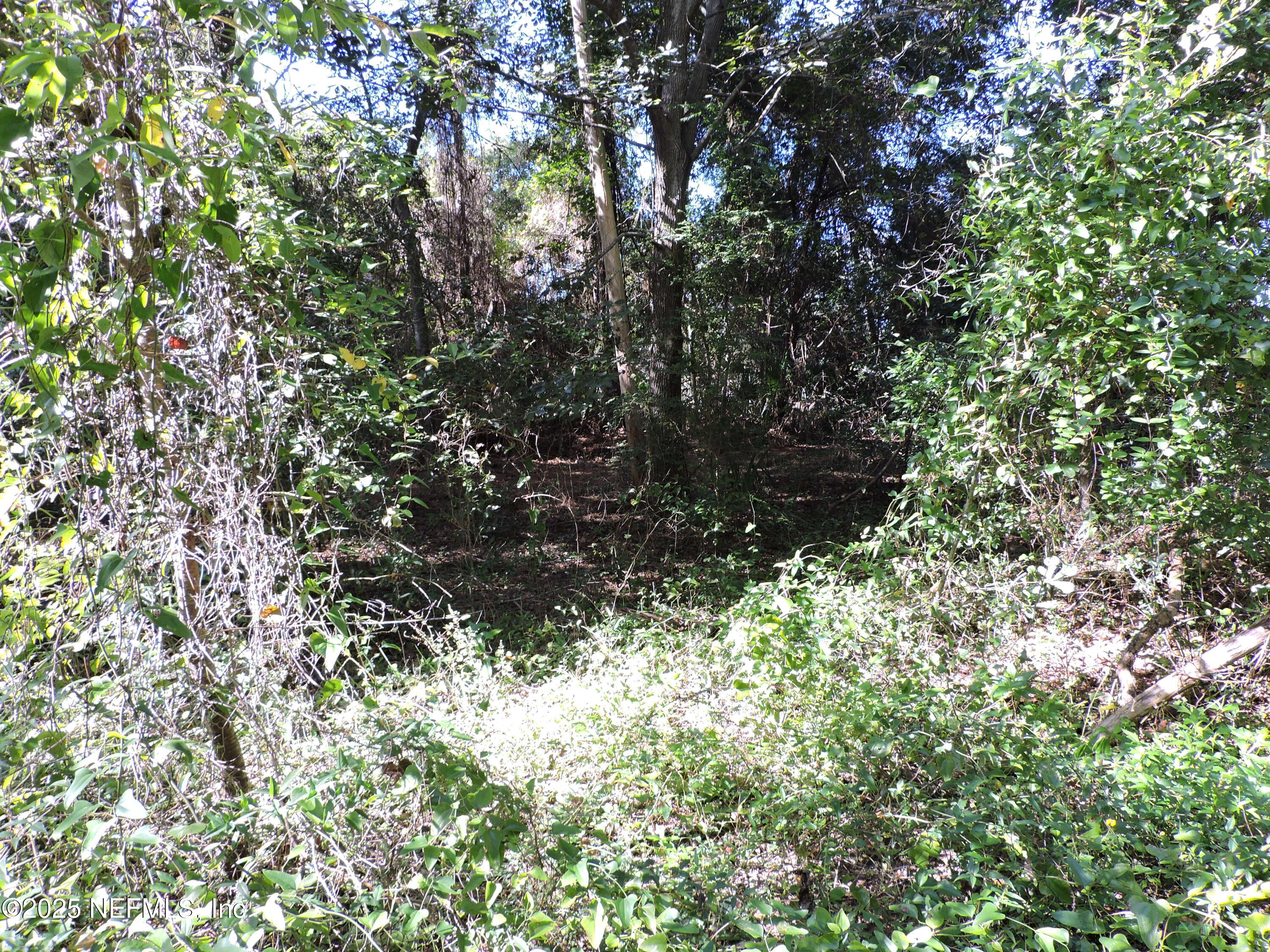 0 New Berlin Road Jacksonville, FL 32226 - Photo 9 of 36 a view of a tree