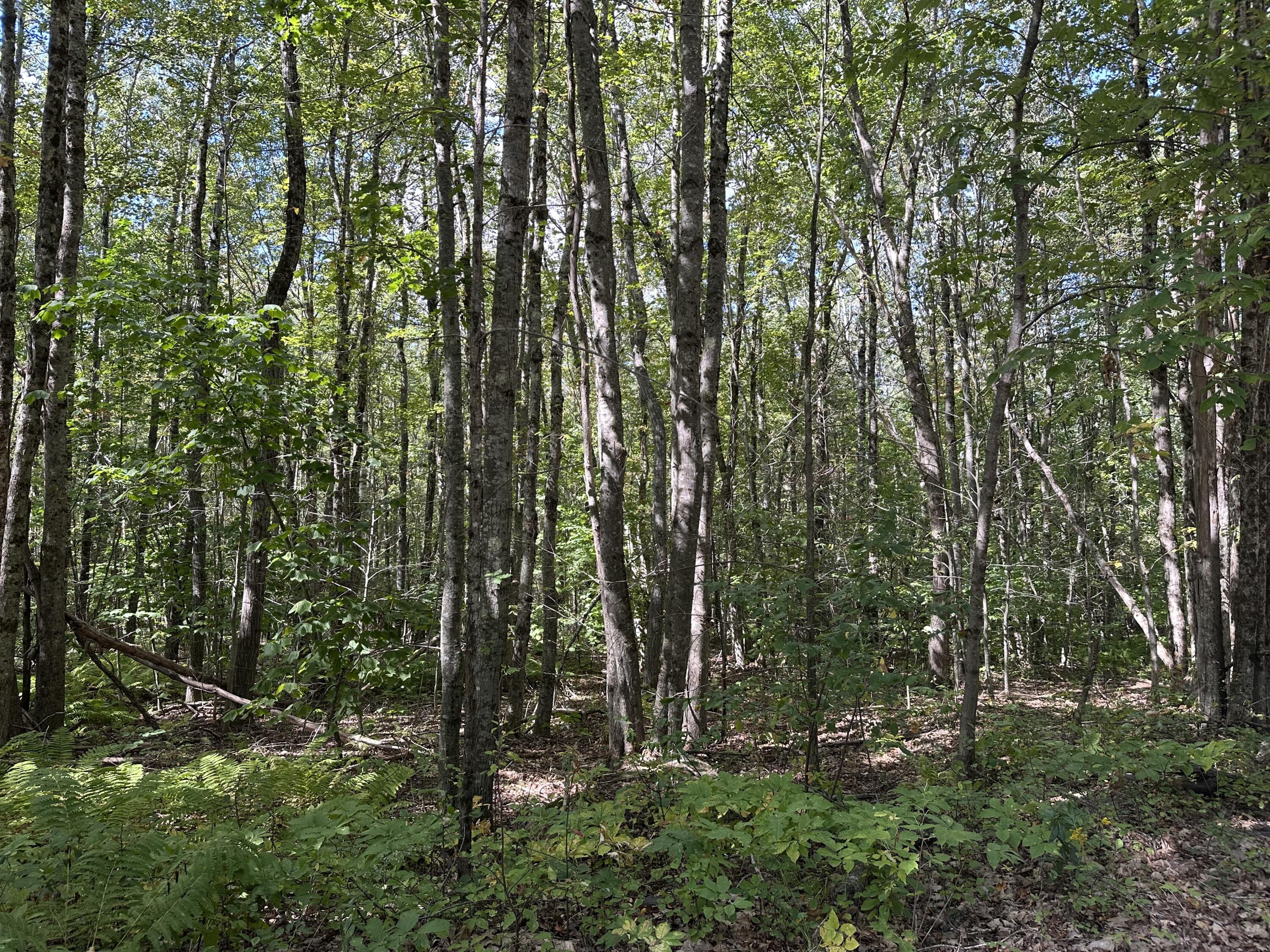 35-3 Jones Hill Road Union, ME 04862 - Photo 2 of 5 IMG_4411