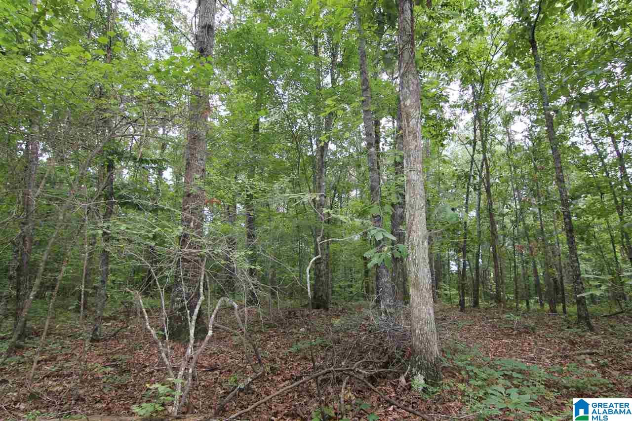 3475 County Road 29, Unit 70± ACRES Heflin, AL 36264 - Photo 5 of 6