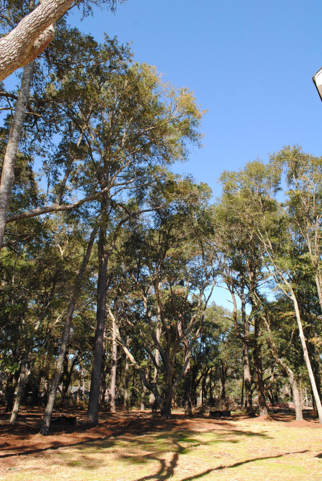 961 Dills Bluff Road Charleston, SC 29412 - Photo 17 of 17 DSC_0037