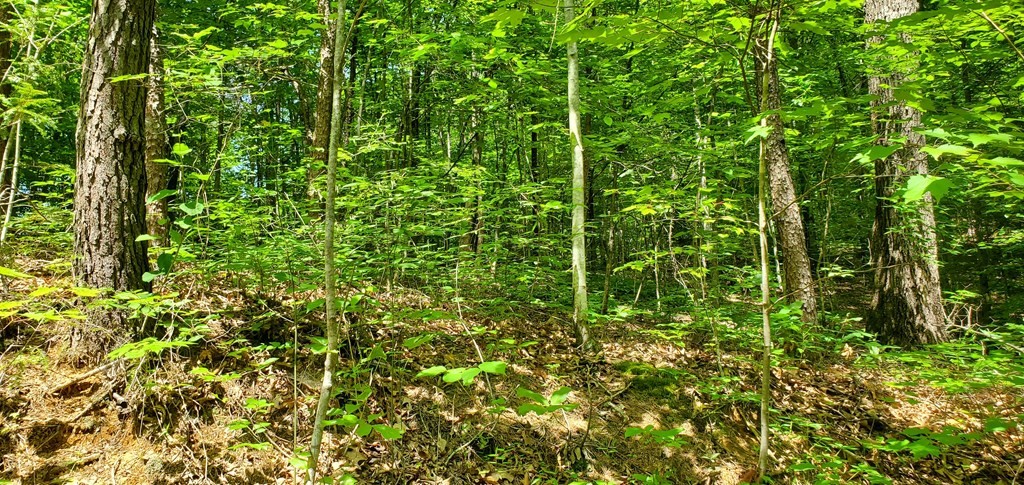10 Birds Creek Road Sevierville, TN 37876 - Photo 3 of 5