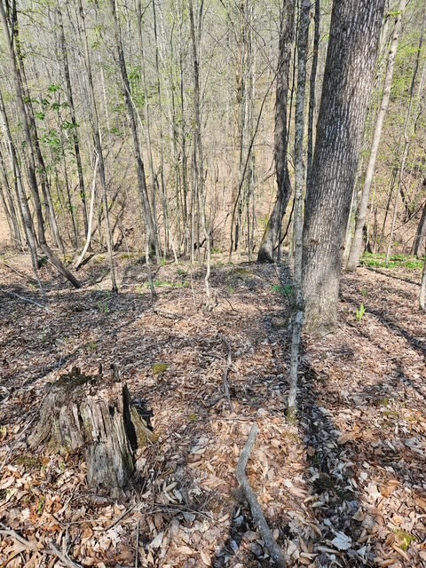 5 Benton Tidwell Road Hilham, TN 38568 - Photo 7 of 15 a view of yard with trees