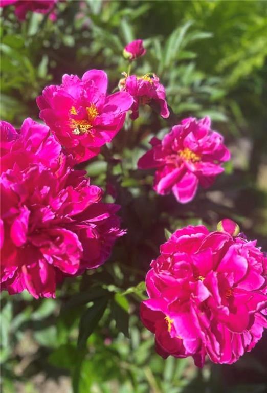 15 Watson Street Sewickley, PA 15143 - Photo 39 of 43 a close up of a flower