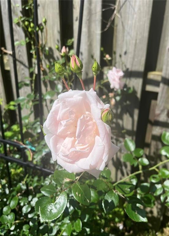 15 Watson Street Sewickley, PA 15143 - Photo 41 of 43 a view of a flower pot