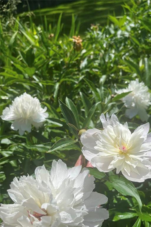 15 Watson Street Sewickley, PA 15143 - Photo 43 of 43 a close up of a flower in a garden