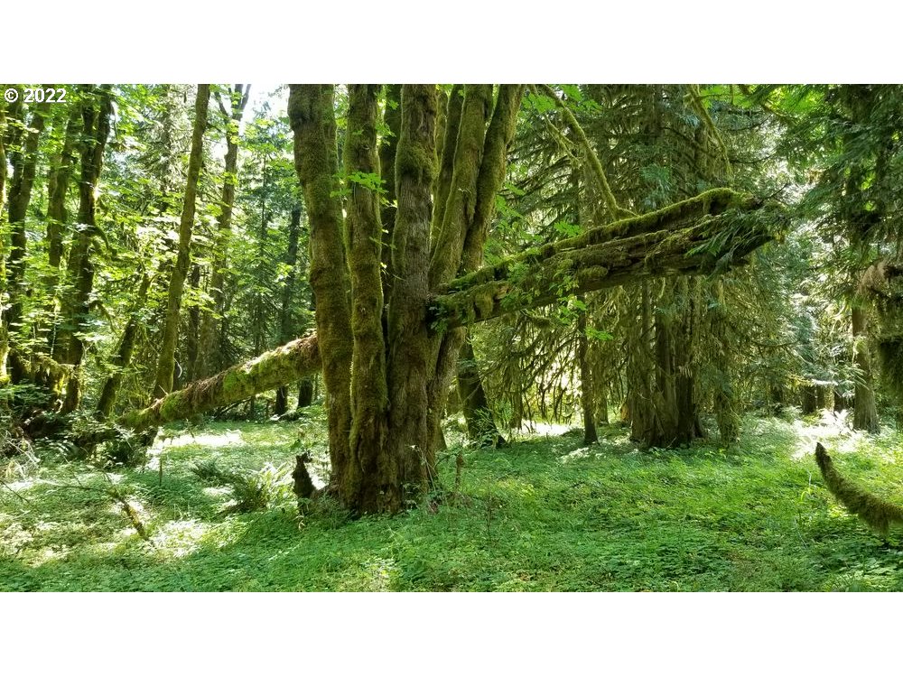 18176 Northwest Timber Road Gales Creek, OR 97117 - Photo 7 of 8 Gallery Image 7