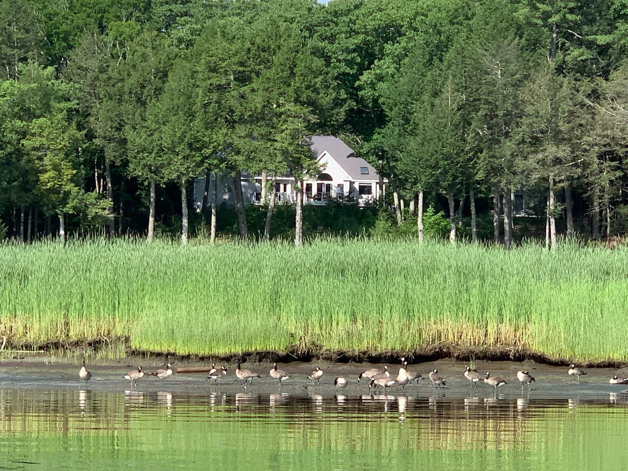 35 West Chops Point Road Bath, ME 04530 - Photo 7 of 82 Geese out front