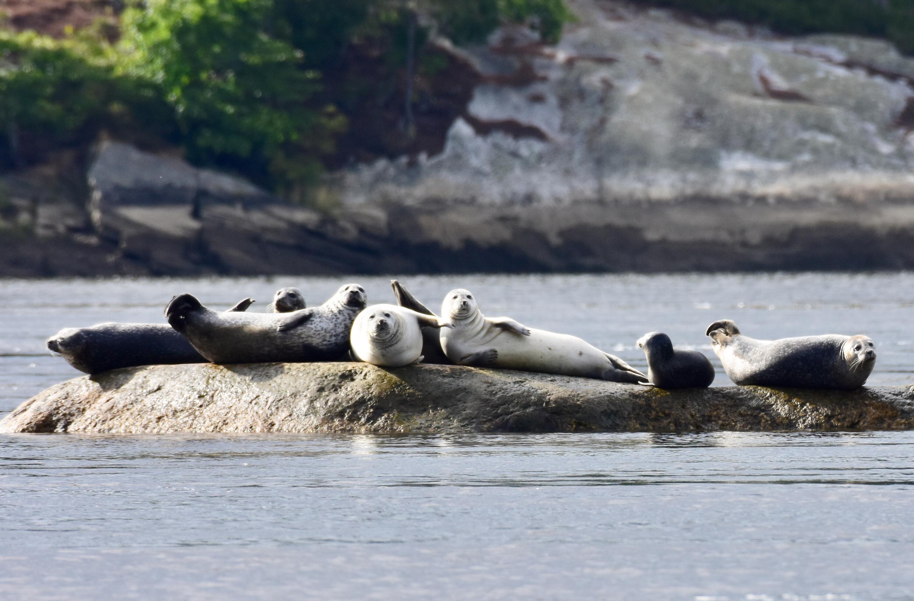 35 West Chops Point Road Bath, ME 04530 - Photo 82 of 82 Seals - West Chops Point