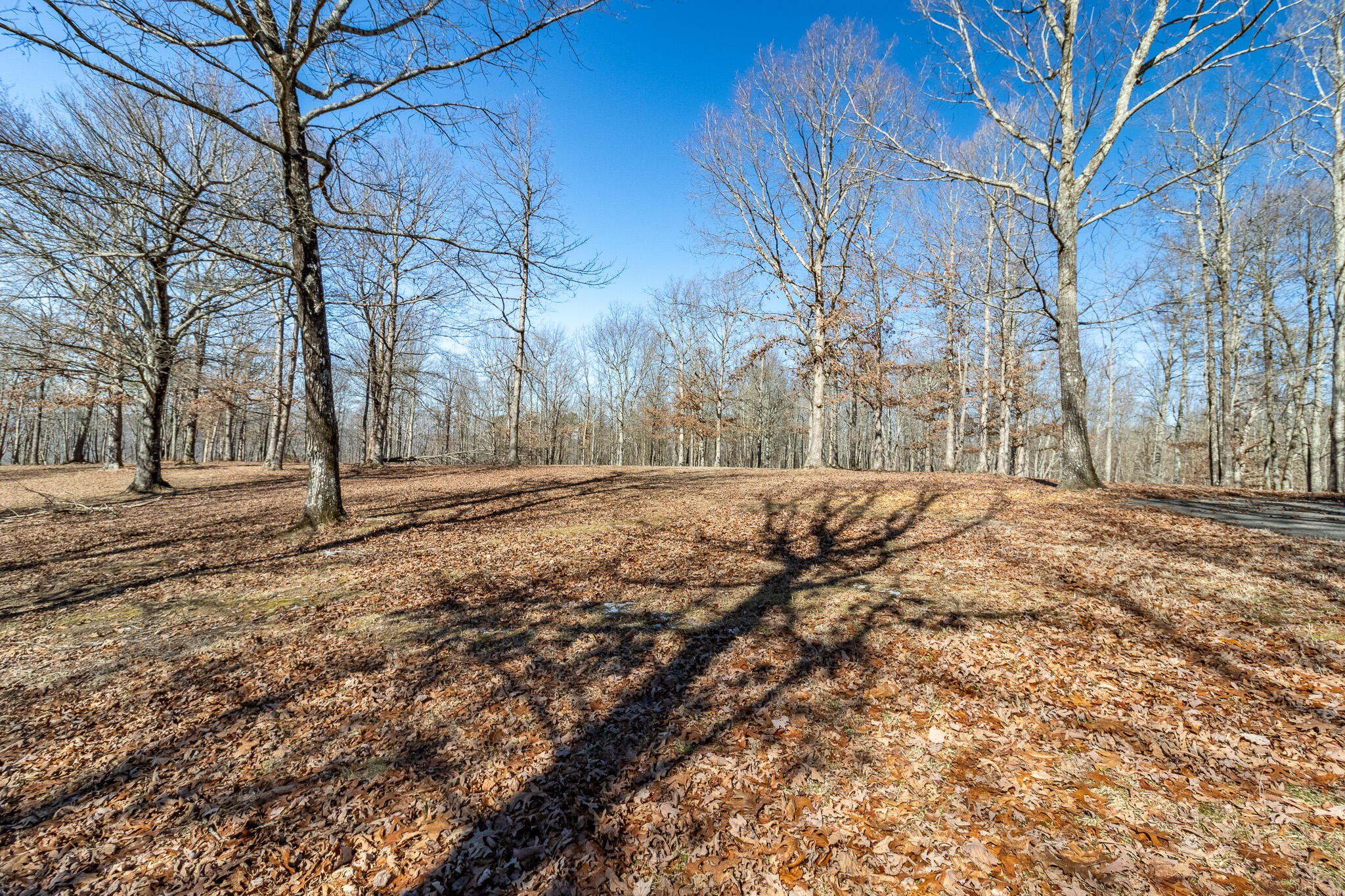 1844 Hobbstown Road Dunlap, TN 37327 - Photo 31 of 81 a view of outdoor space with lots of trees