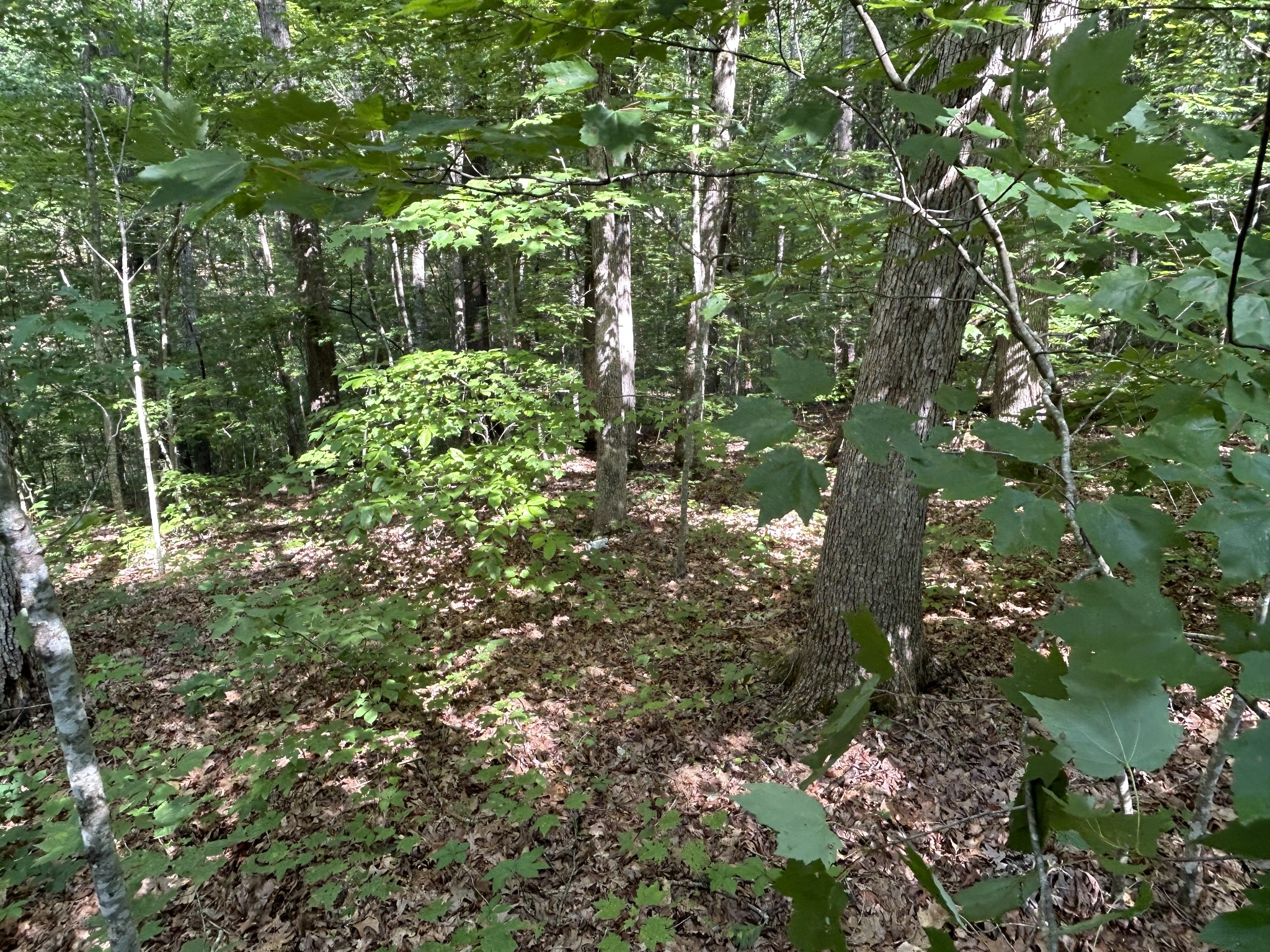 0 Myers Road Pikeville, TN 37367 - Photo 5 of 11 Gallery Image 5