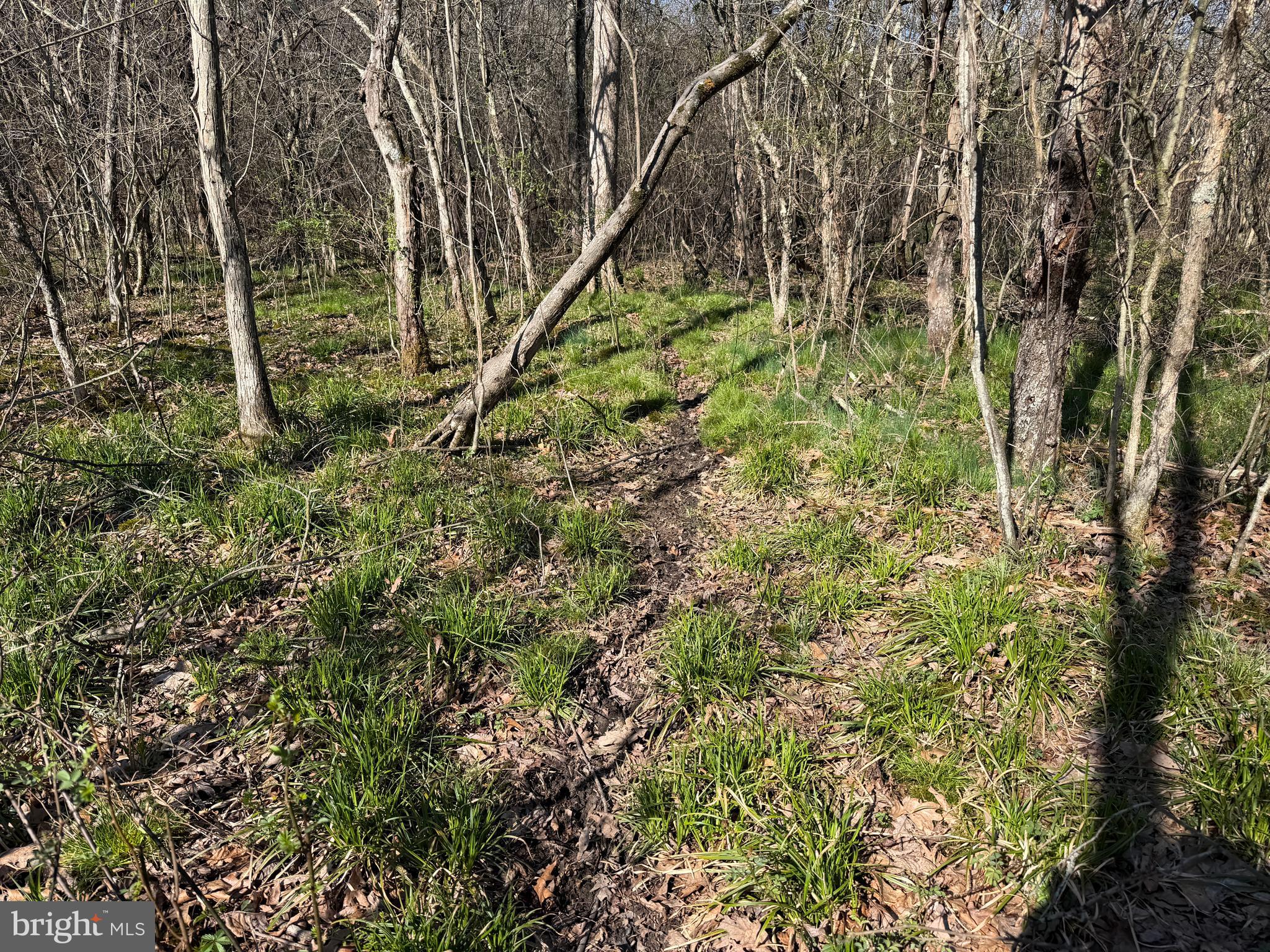 129-acres Black Hollow Road Schellsburg, PA 15559 - Photo 31 of 72