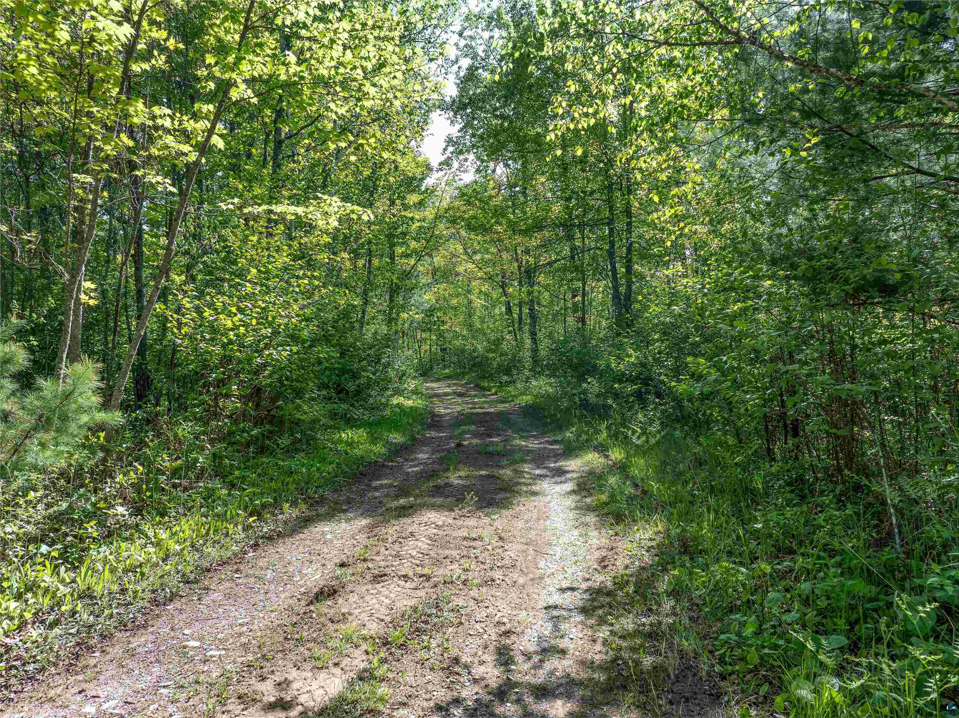 9064 Peppard Road Britt, MN 55710 - Photo 27 of 40 Wooded property featuring a natural dirt path, mature trees, and dense foliage