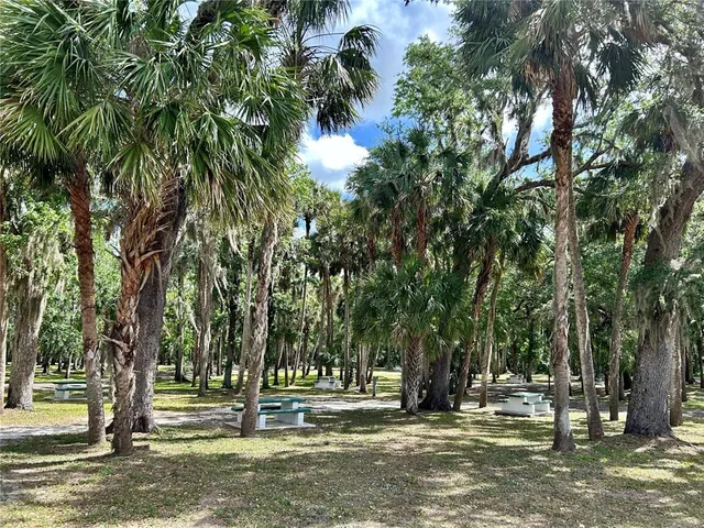 a view of a yard with large trees