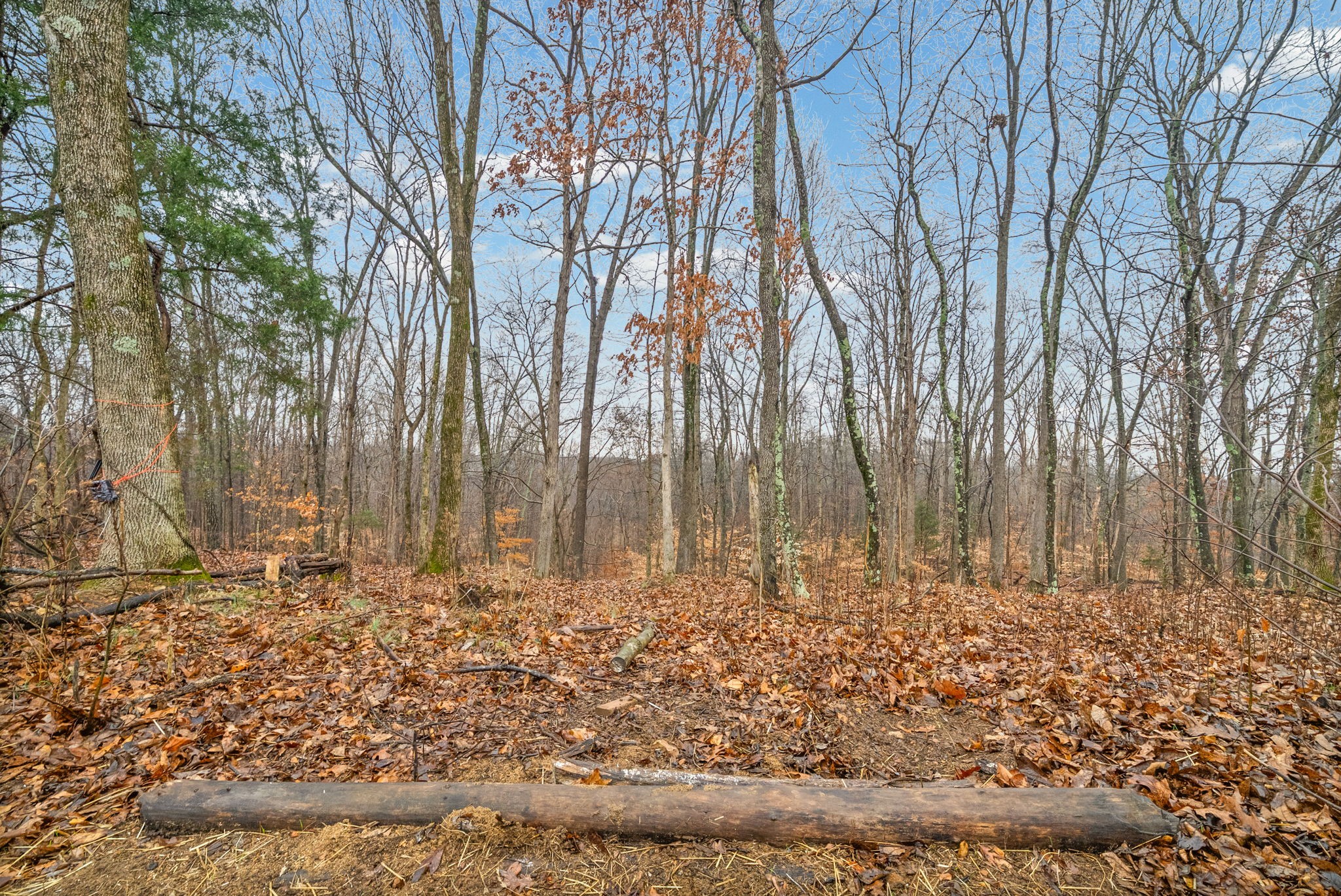 2854 Benton Ridge Road Palmyra, TN 37142 - Photo 54 of 64