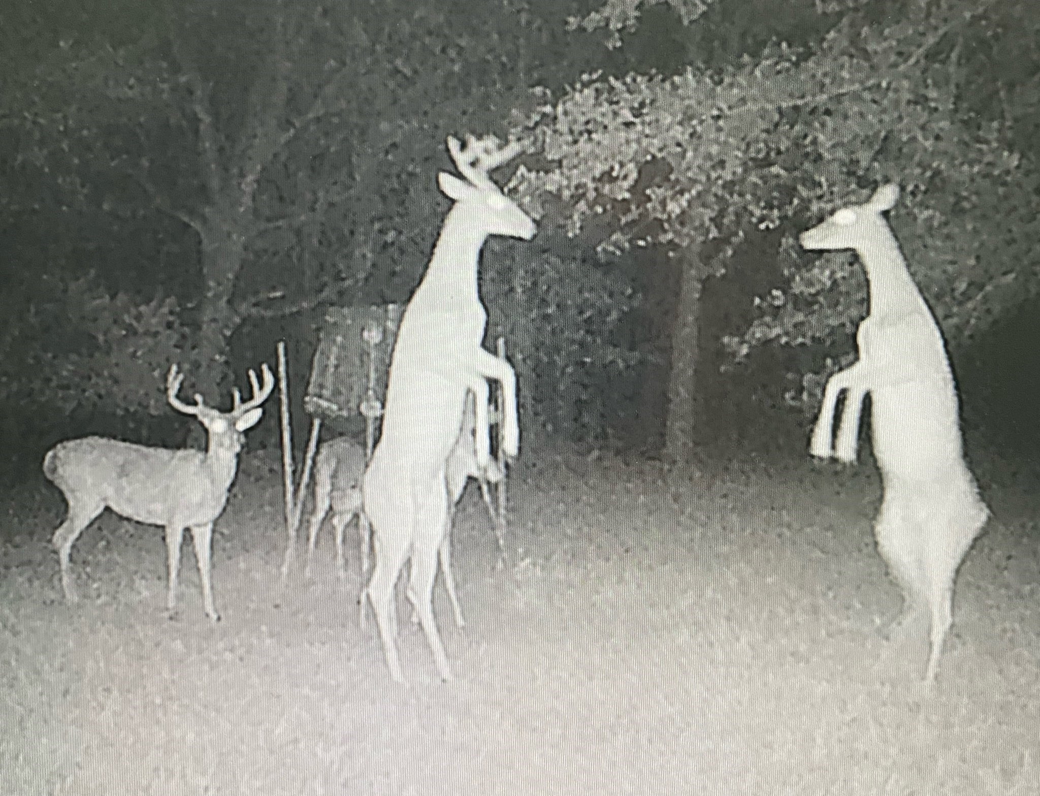 64 Gourd Creek Cemetary Road Huntsville, TX 77340 - Photo 32 of 34 a view of a chairs and table in a patio