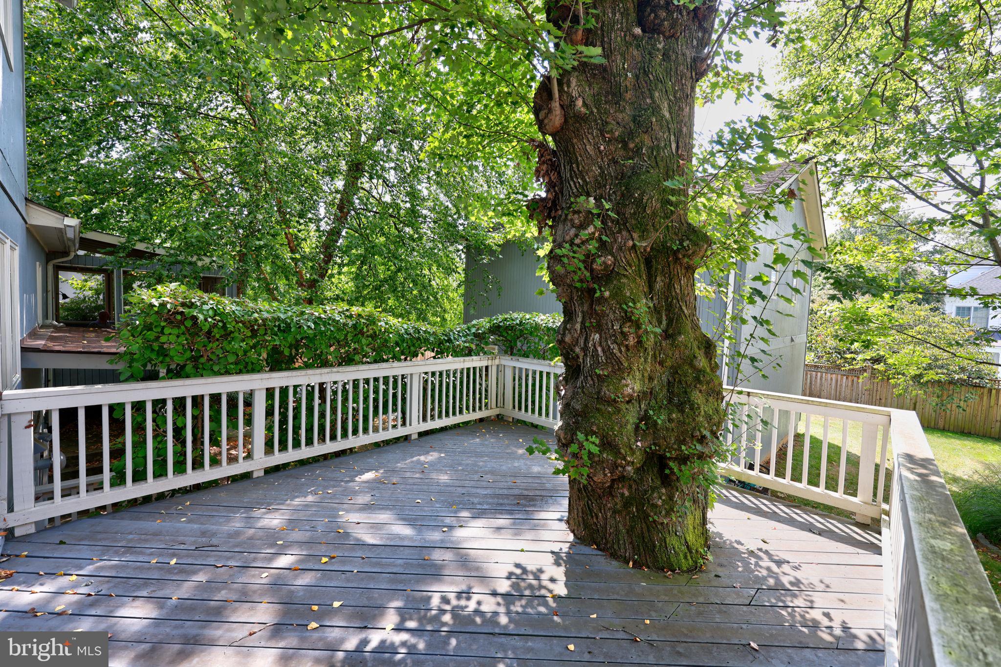 1410 Cedar Avenue McLean, VA 22101 - Photo 43 of 61