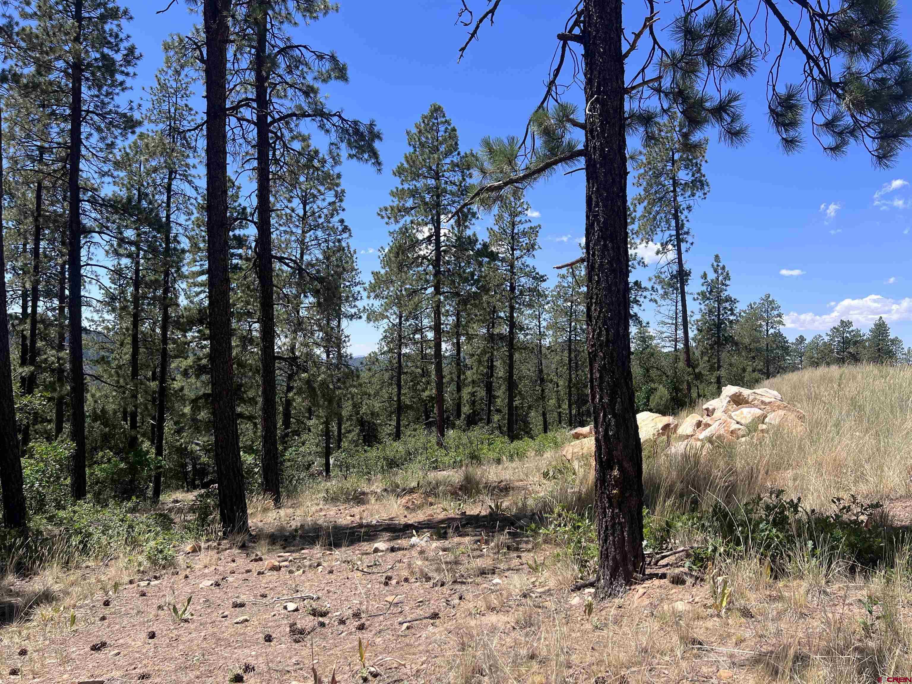 767 Red Canyon Trail Durango, CO 81301 - Photo 20 of 21 a view of a forest filled with trees