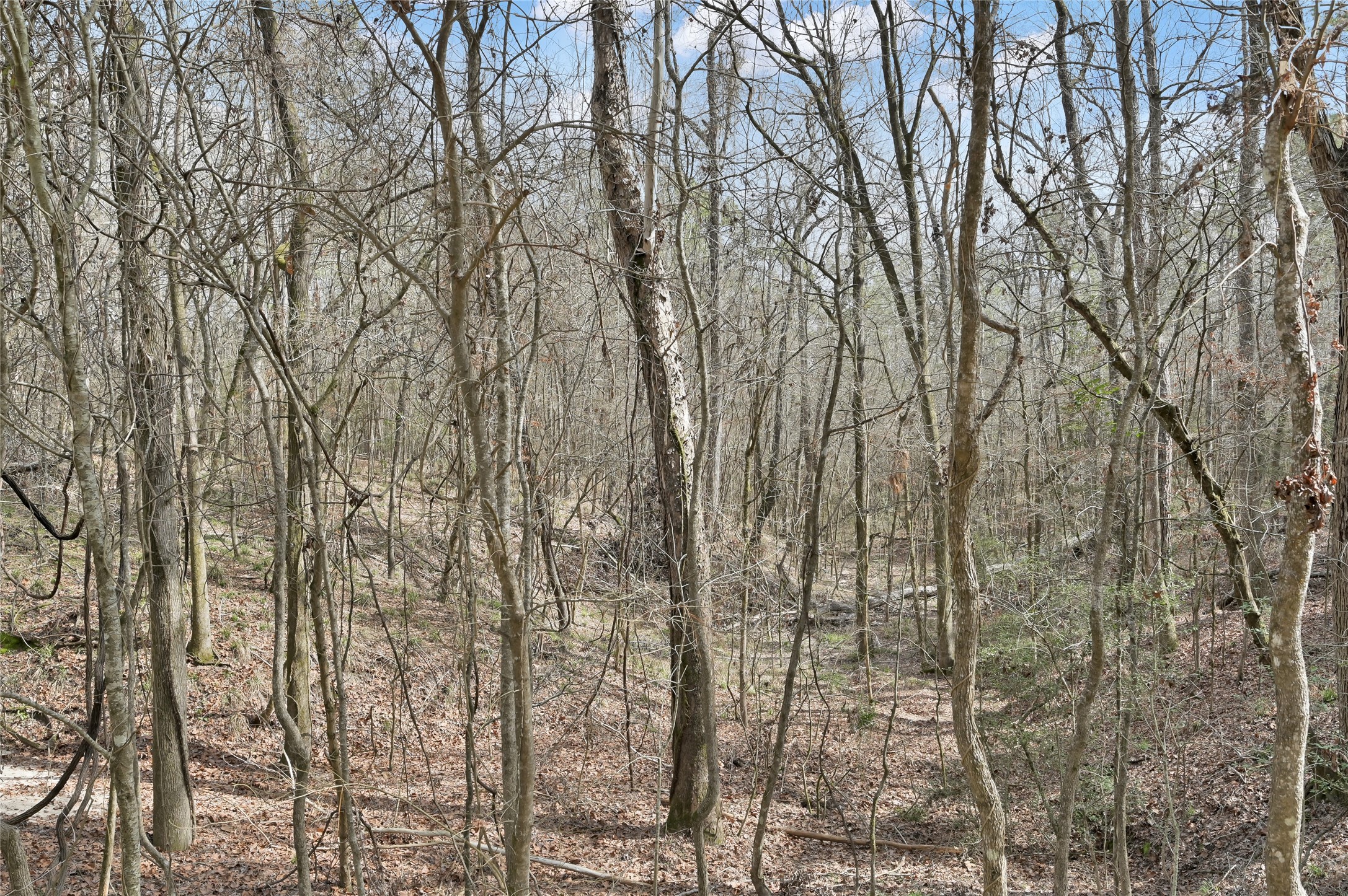 190 Hwy Point Point Blank, TX 77364 - Photo 12 of 13 a view of a yard