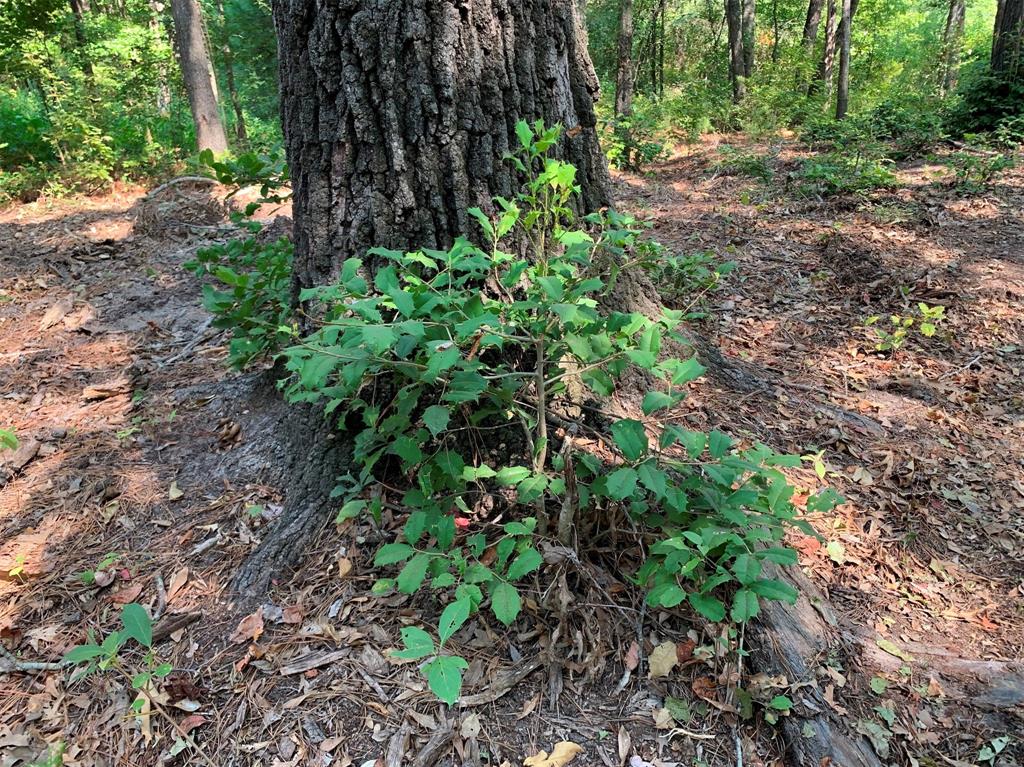 3196 Shadow Pine Drive Larue, TX 75770 - Photo 12 of 15