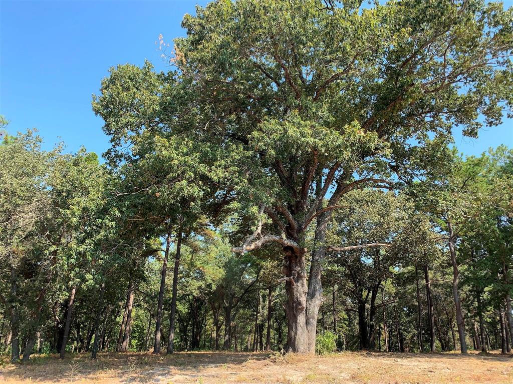 3196 Shadow Pine Drive Larue, TX 75770 - Photo 2 of 15