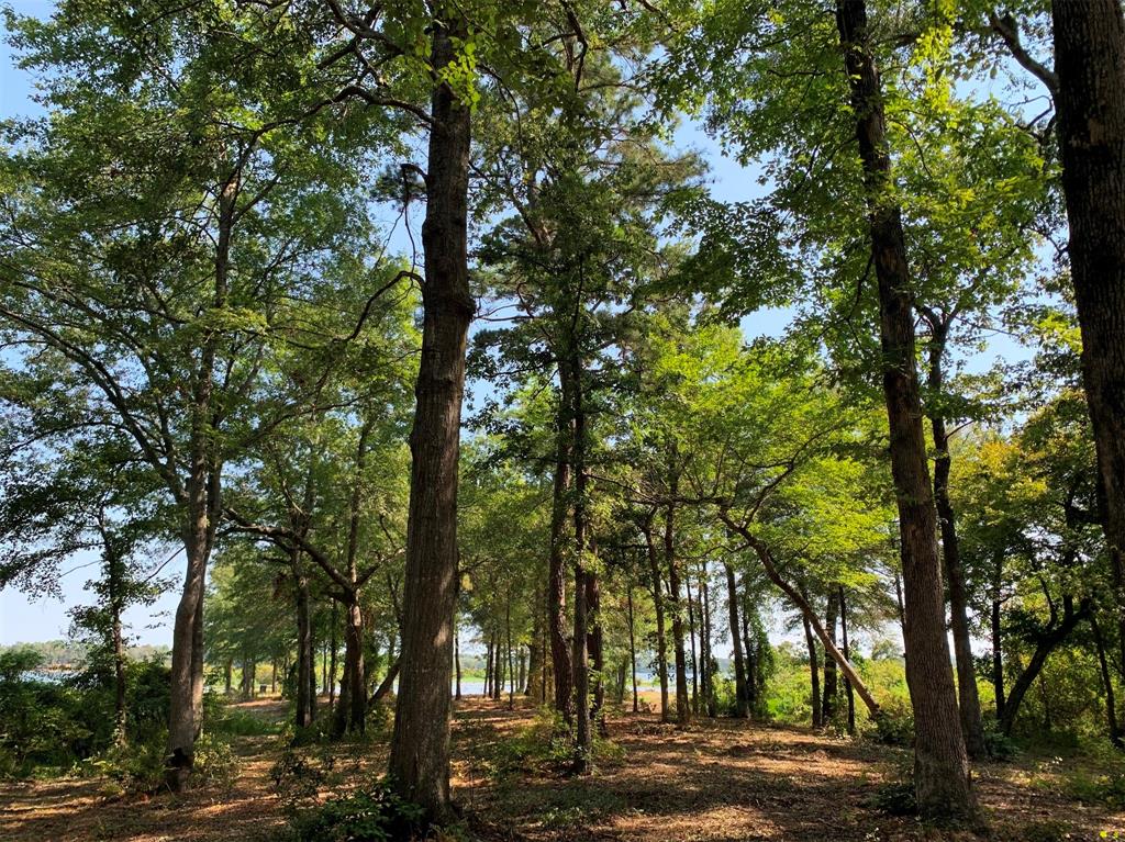 3196 Shadow Pine Drive Larue, TX 75770 - Photo 7 of 15