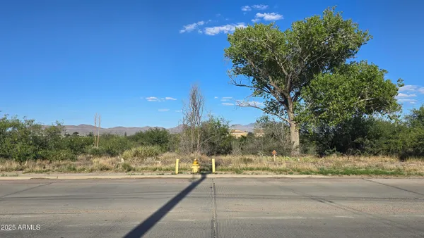 a view of a dry yard with trees