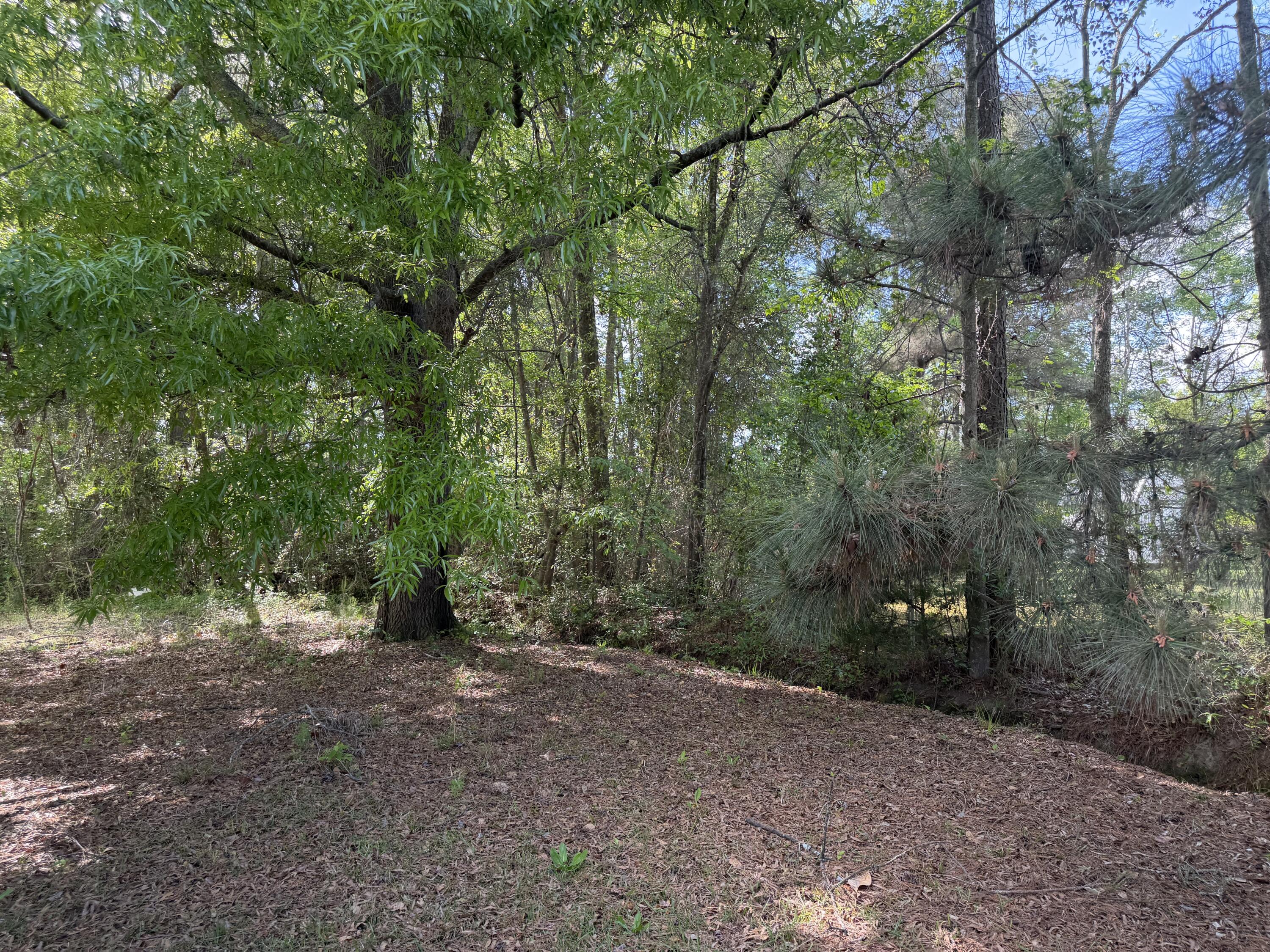 103 Peach Street Denmark, SC 29042 - Photo 3 of 23
