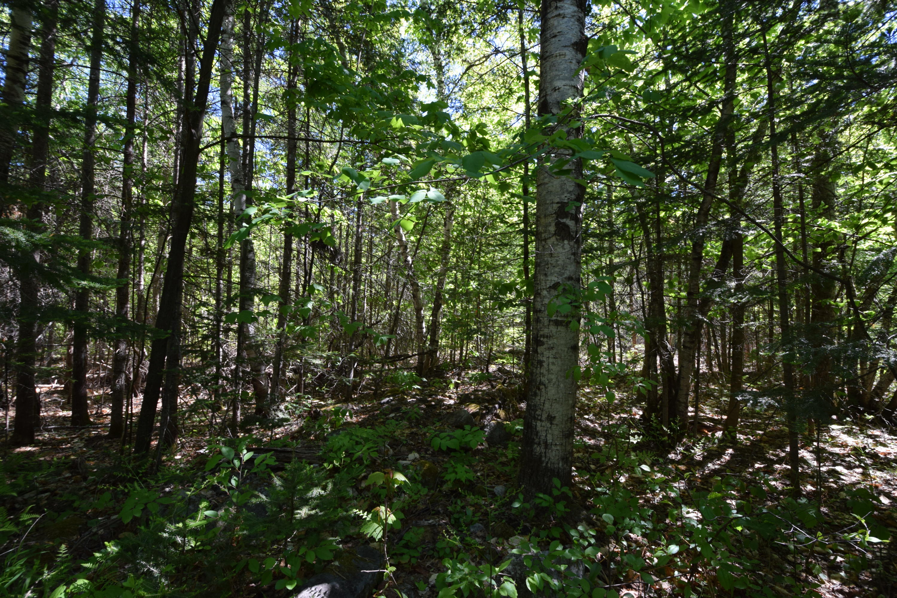 Lot 18 Tenney Hill Road Monson, ME 04464 - Photo 19 of 41 2020-06-01 22.38.43