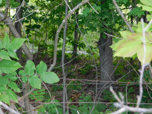 4622 West Buchanan Road Shelby, MI 49455 - Photo 38 of 38 DSCN2423