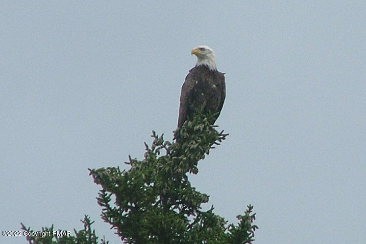 197 Selig Road Pocono Lake, PA 18347 - Photo 28 of 31 Male eagle perched 4x6