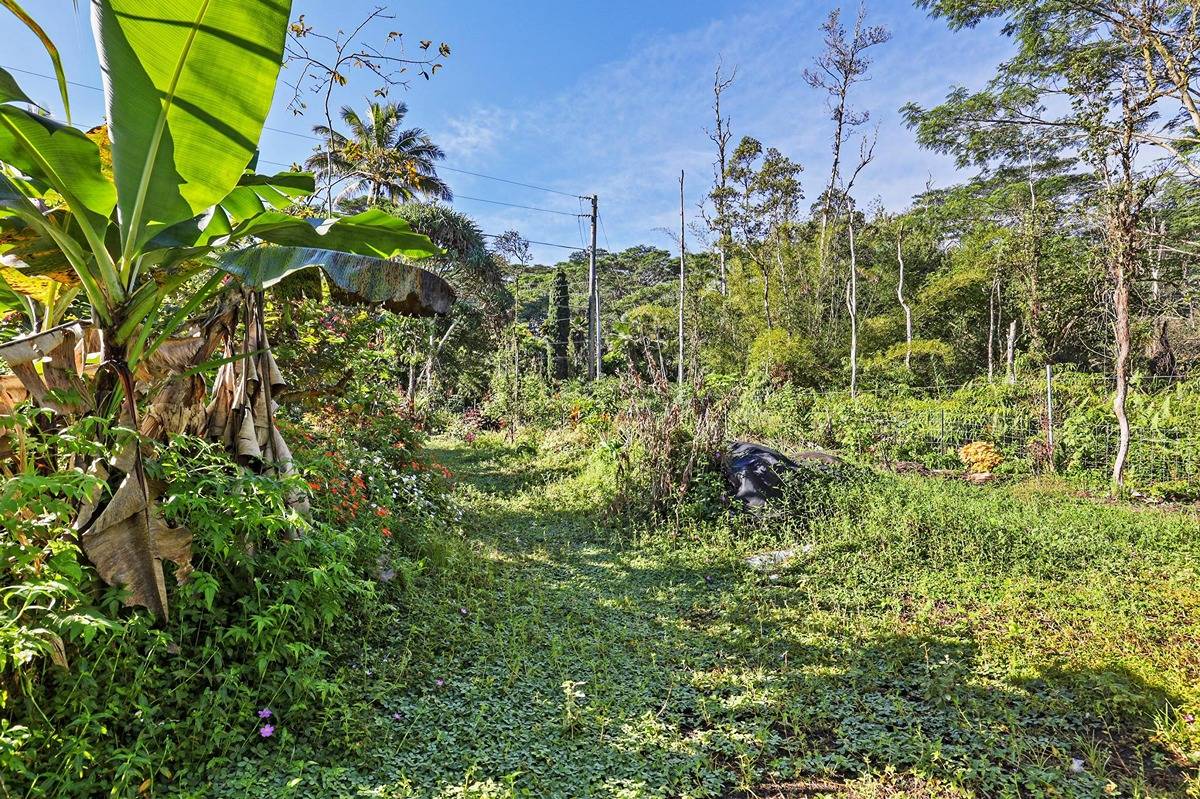 1014 Maui Road Pahoa, HI 96778 - Photo 8 of 30 Gallery Image 8