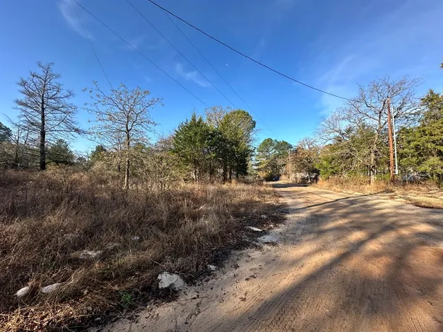 a view of a forest filled with trees