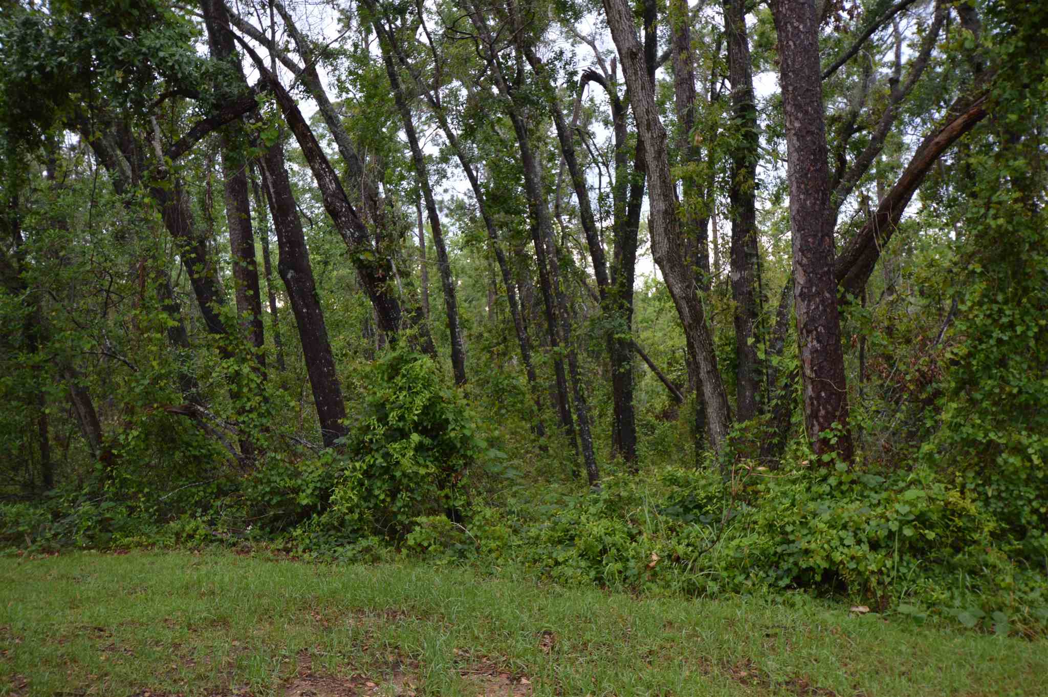 10791 County Road 99 Lillian, AL 36549 - Photo 8 of 19