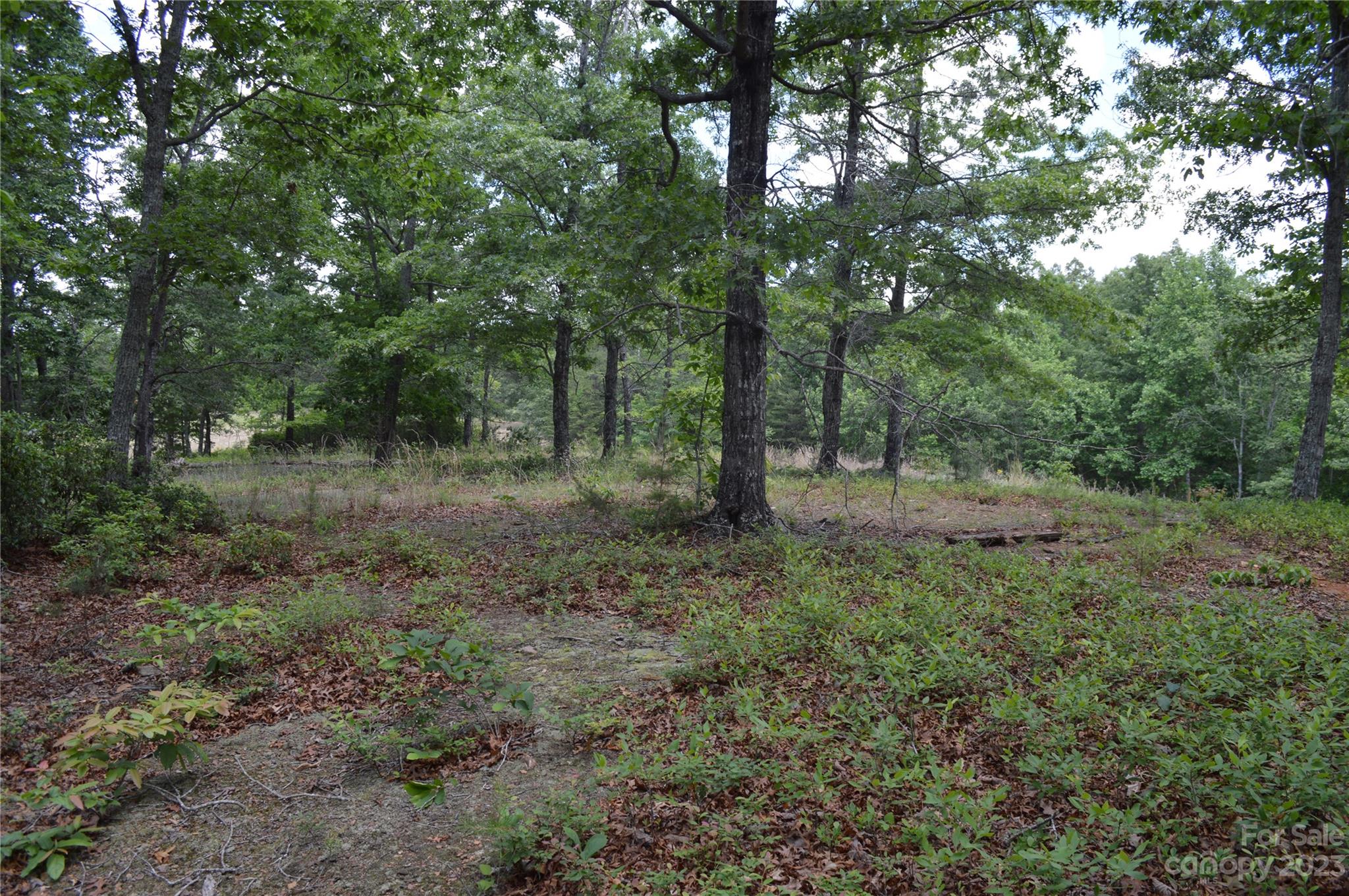 35 Parkway North None Mill Spring, Unit NONE Mill Spring, NC 28756 - Photo 3 of 17 a view of a forest that has large trees