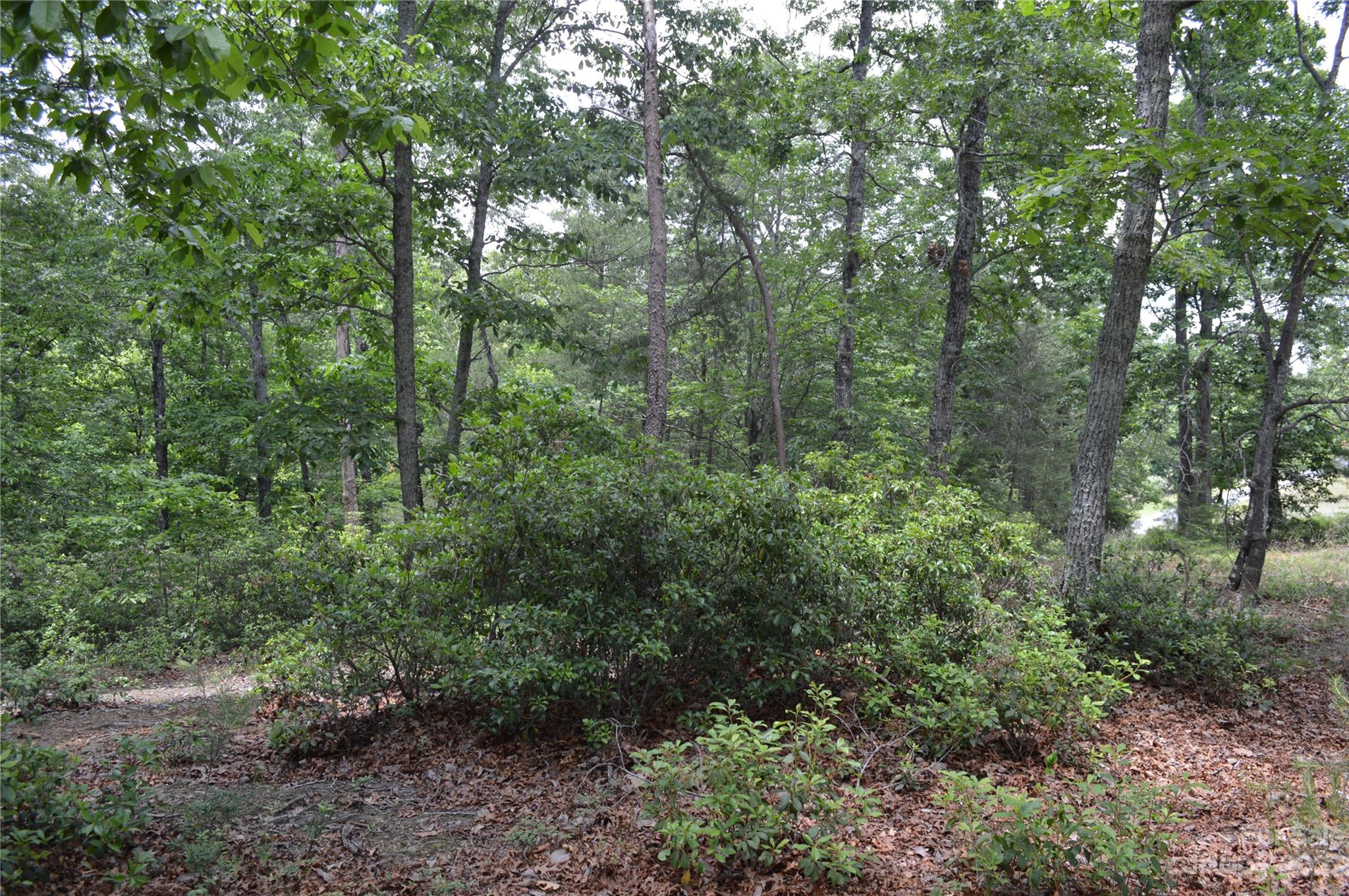 35 Parkway North None Mill Spring, Unit NONE Mill Spring, NC 28756 - Photo 4 of 17 a view of a forest with trees in the background