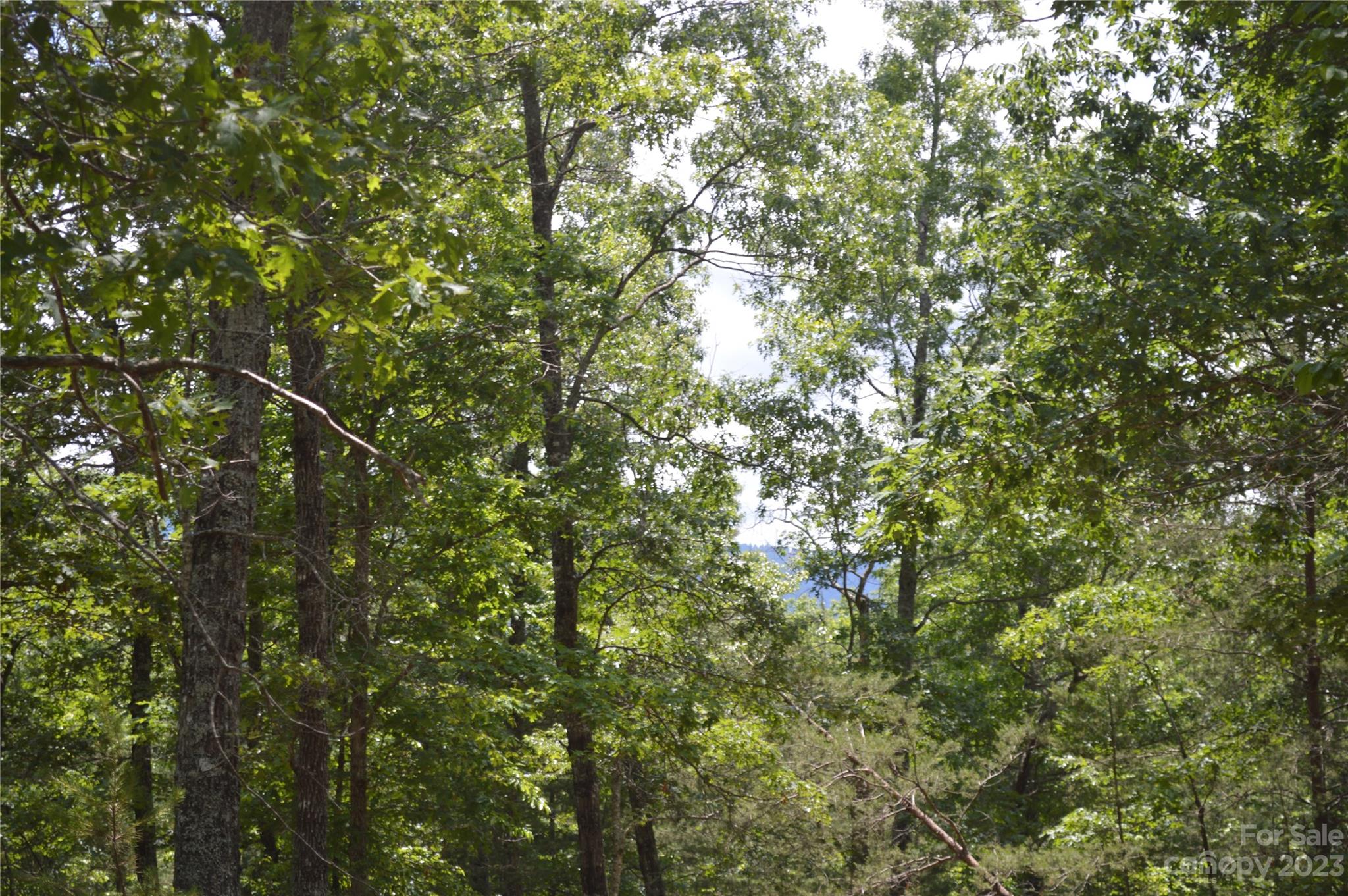 35 Parkway North None Mill Spring, Unit NONE Mill Spring, NC 28756 - Photo 7 of 17 a view of a tree