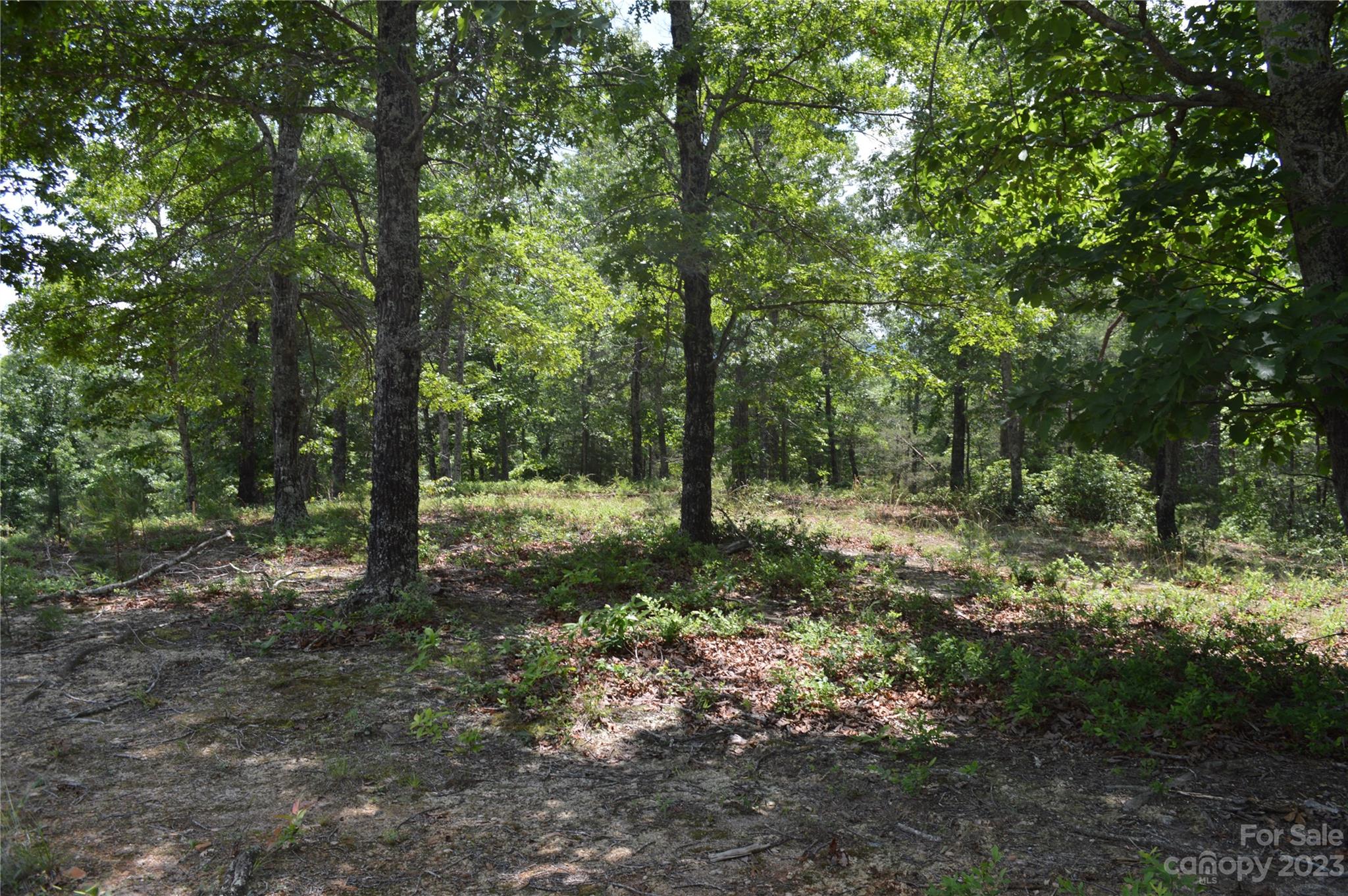 35 Parkway North None Mill Spring, Unit NONE Mill Spring, NC 28756 - Photo 8 of 17 a view of a forest with trees in the background