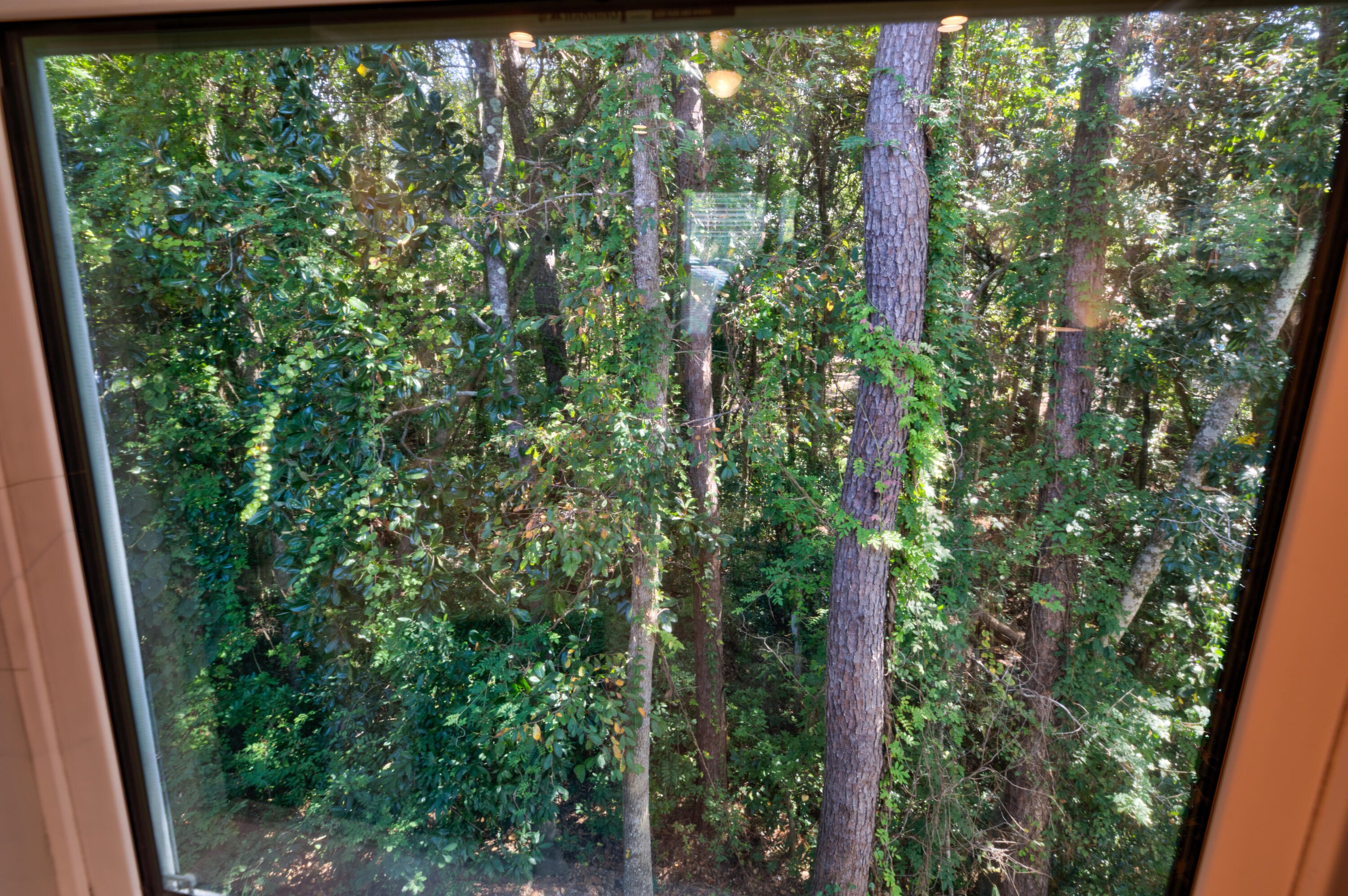 527 Maple Avenue Niceville, FL 32578 - Photo 37 of 42 a close up view of a garden