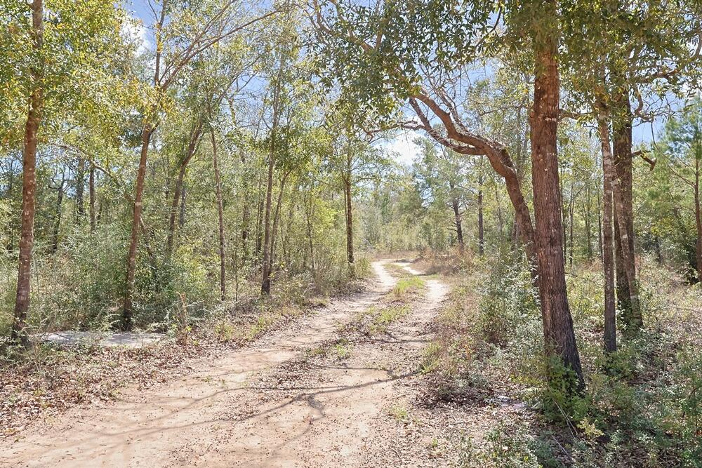 Tbd North Silver Lake Road Fountain, FL 32438 - Photo 5 of 9 a view of forest