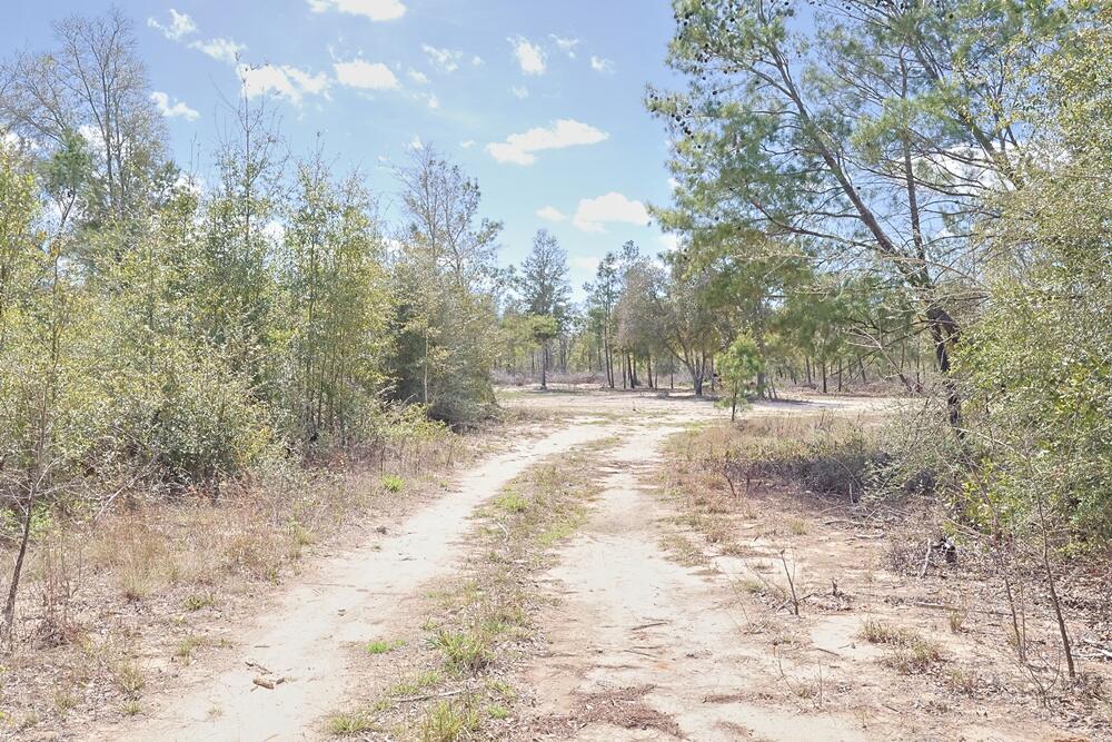 Tbd North Silver Lake Road Fountain, FL 32438 - Photo 6 of 9 a view of outdoor space and trees all around