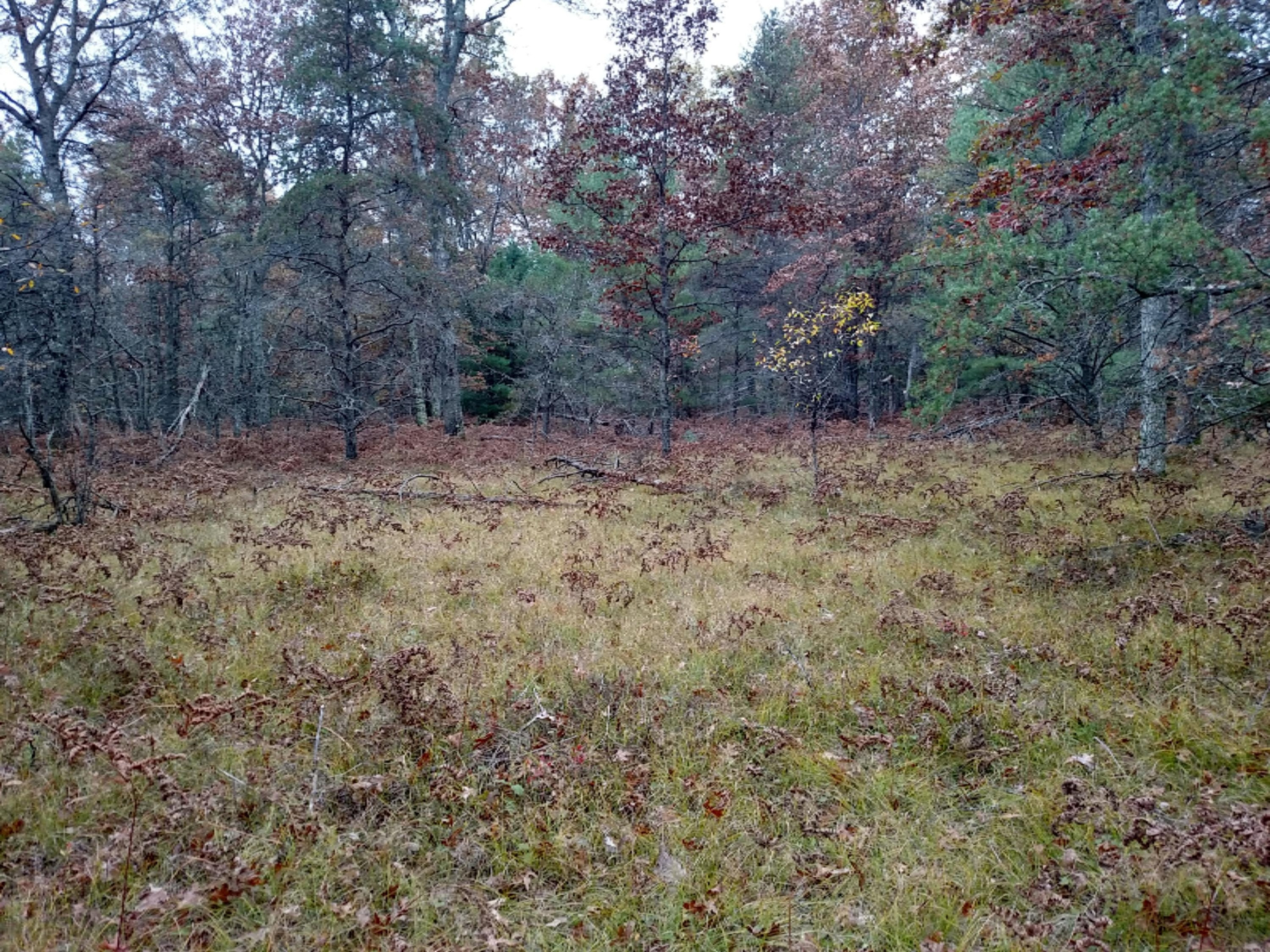 Vl Par 1 South Foreman Road Baldwin, MI 49304 - Photo 6 of 7 6