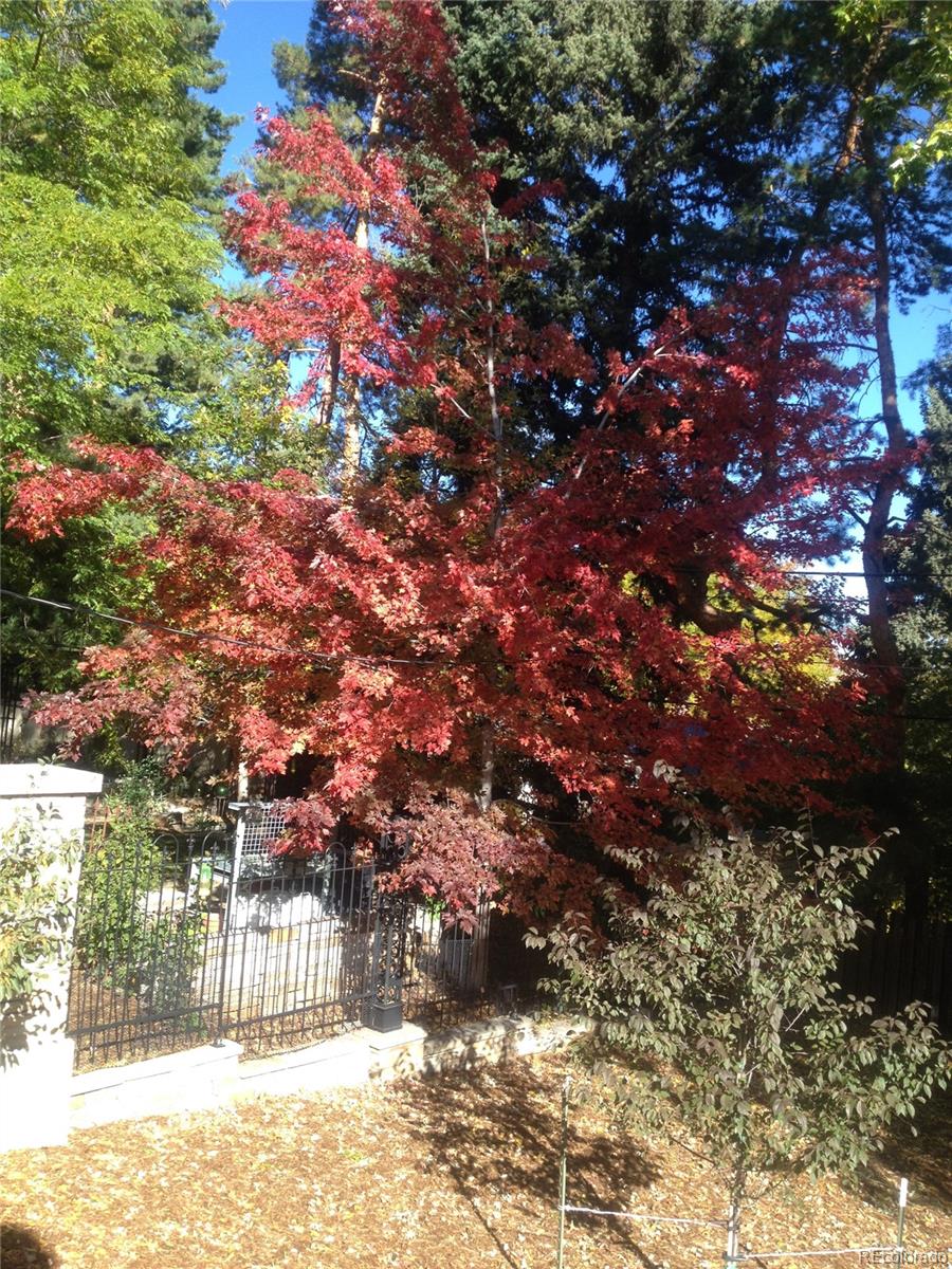 870 Willowbrook Road Boulder, CO 80302 - Photo 25 of 30 a view of a tree in a yard