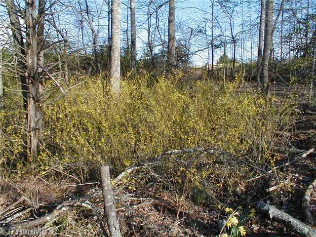 199 Regal Road State Road, NC 28676 - Photo 4 of 6 Land.
