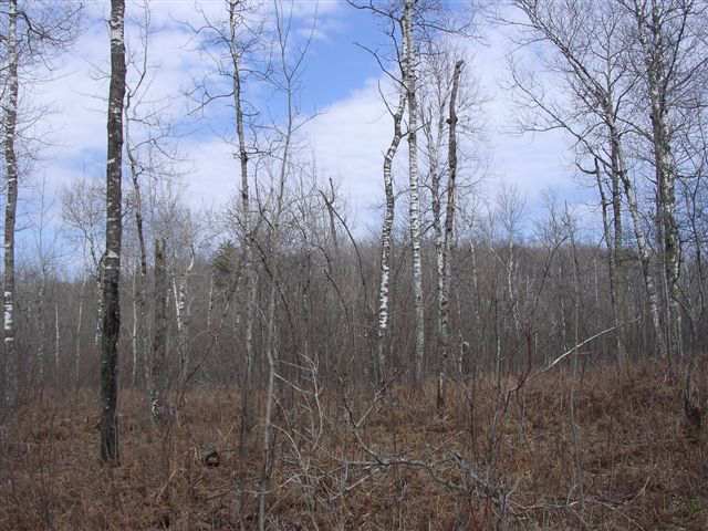 Xxx Okerstrom Road Hermantown, MN 55811 - Photo 4 of 8 Gallery Image 4