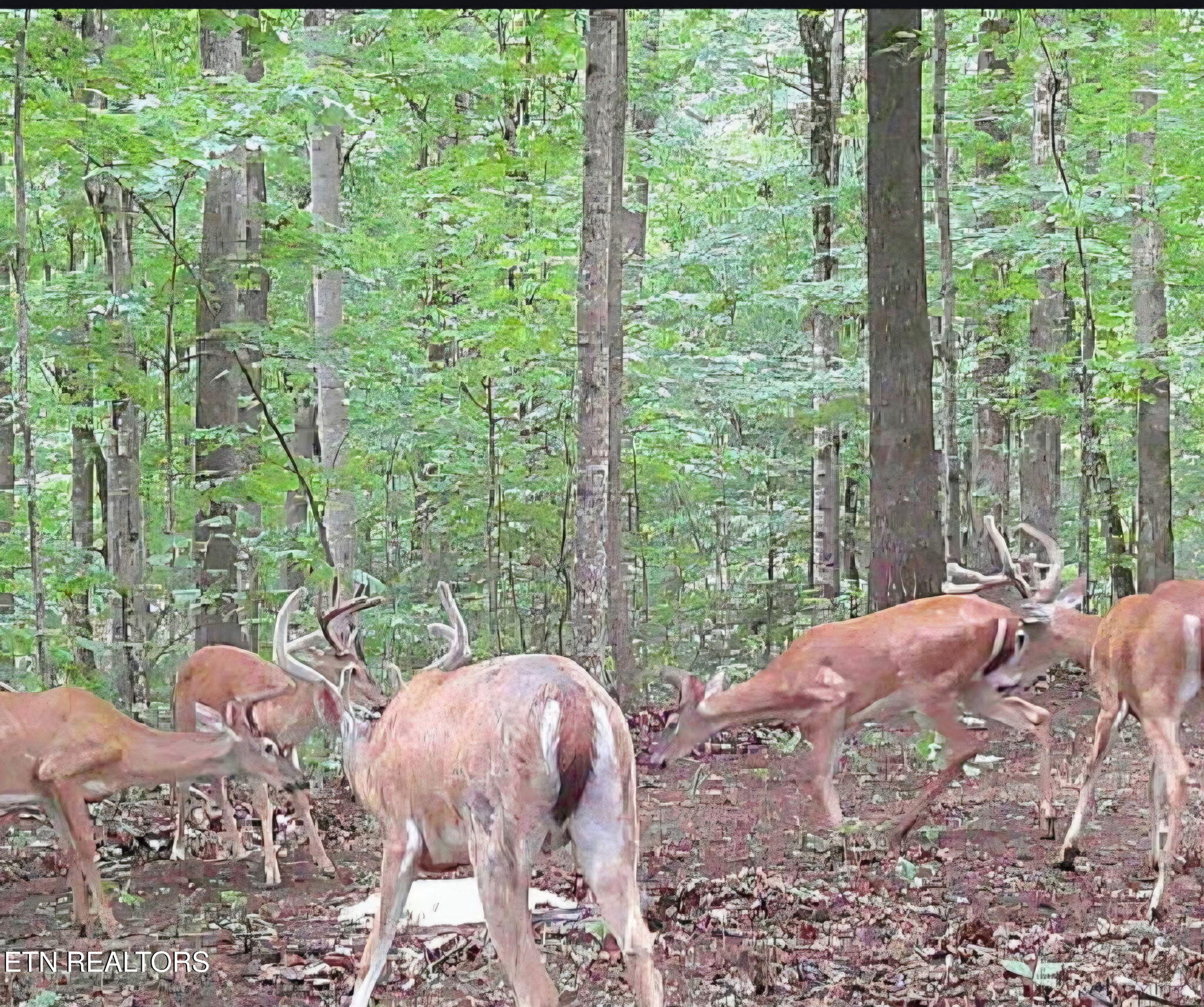 1827 Old Chilhowee Loop Seymour, TN 37865 - Photo 41 of 43 9133482797596625002