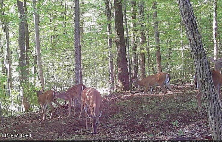 1827 Old Chilhowee Loop Seymour, TN 37865 - Photo 42 of 43 4608689534120660283