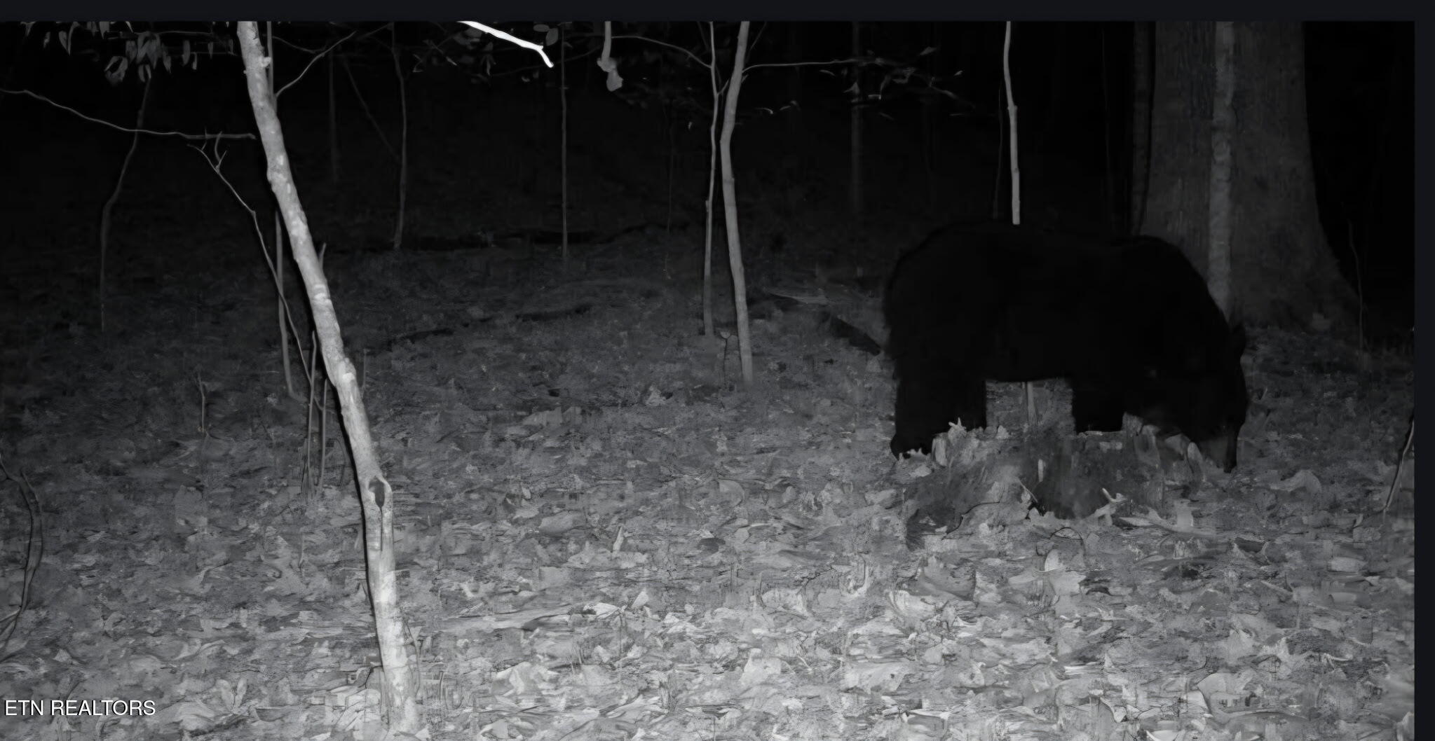 1827 Old Chilhowee Loop Seymour, TN 37865 - Photo 43 of 43 68566733498566946